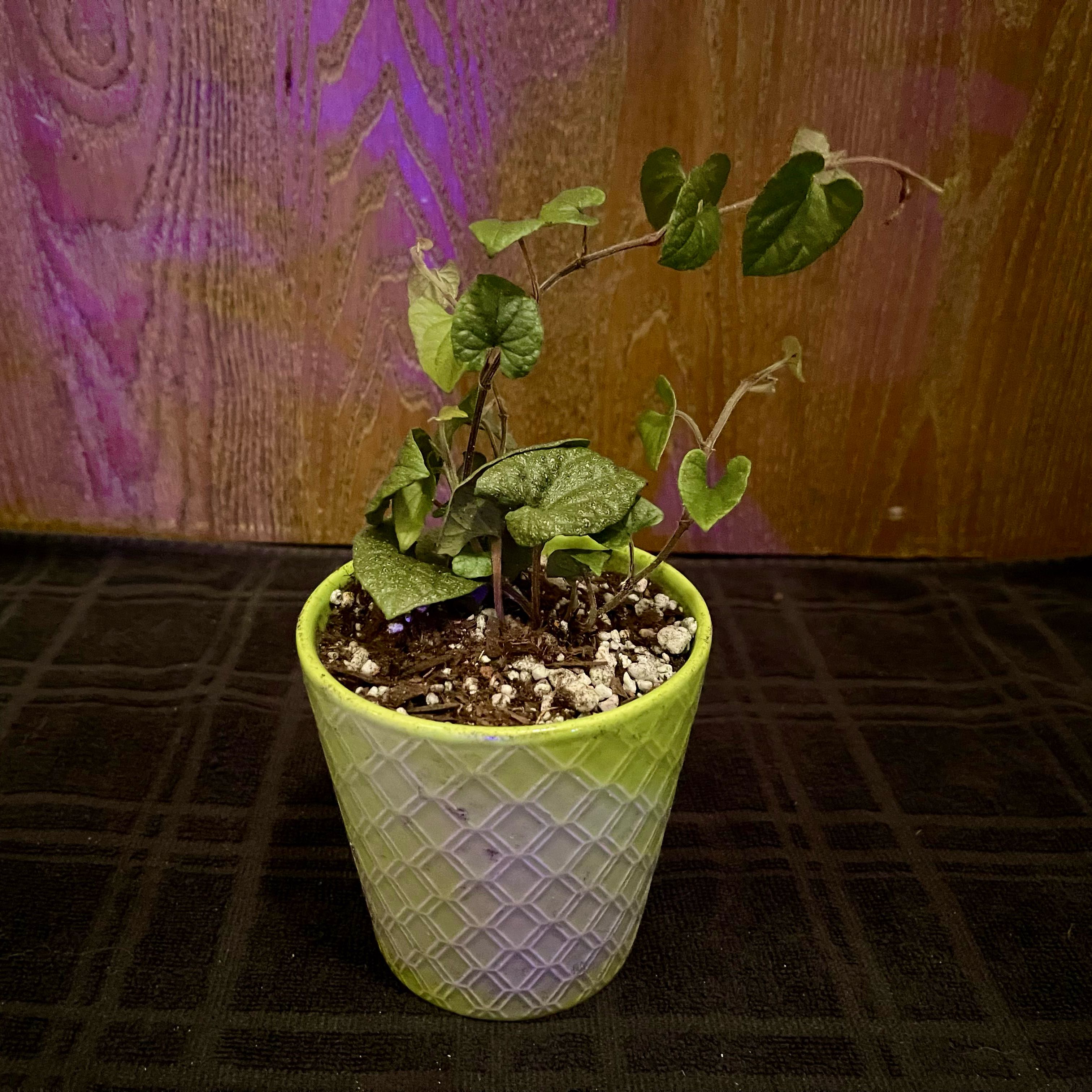Photo of the plant species Japanese Pepper by @riverzend named p. silver speck on Greg, the plant care app