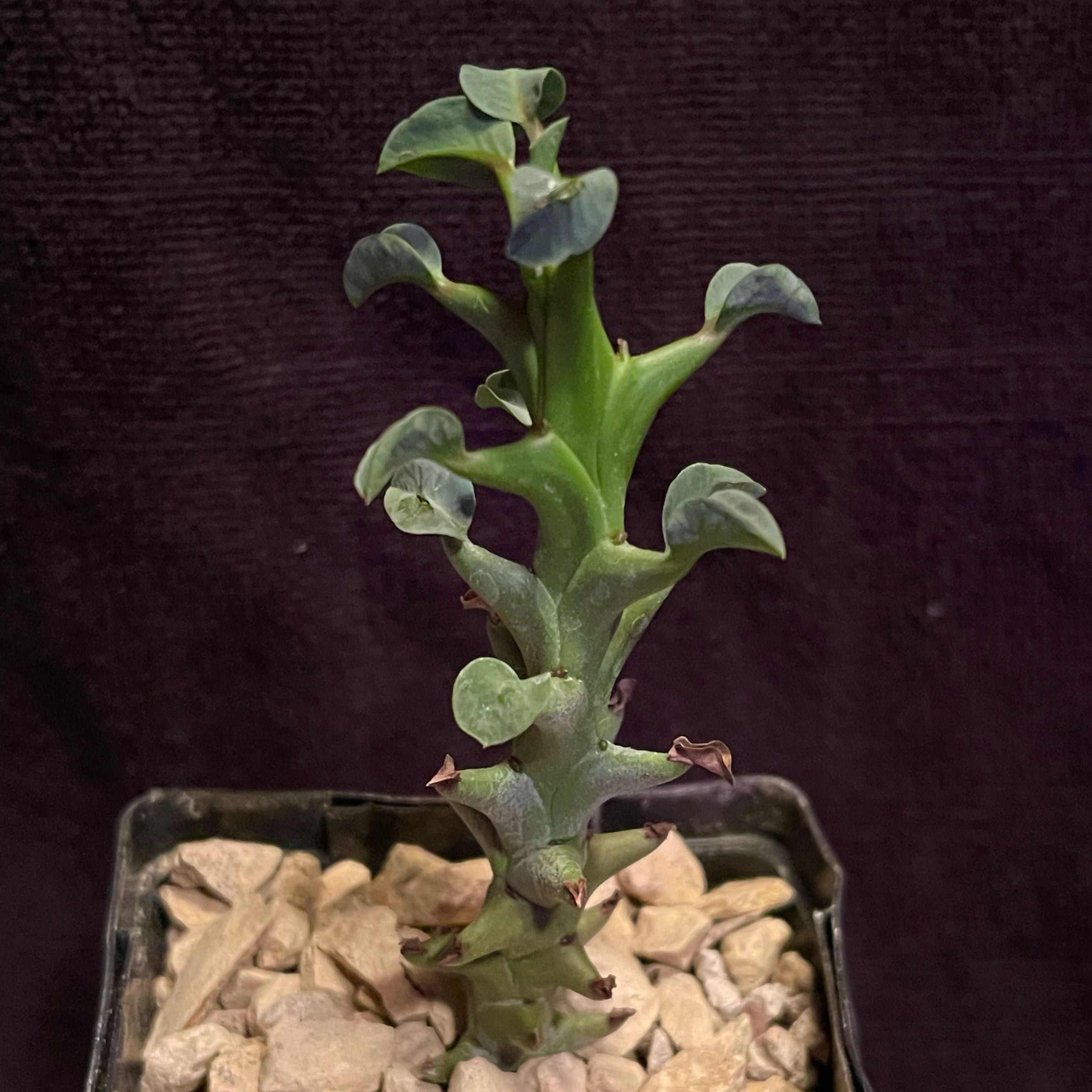 Photo of the plant species Elephant's Milk Bush by @riverzend named hamish on Greg, the plant care app