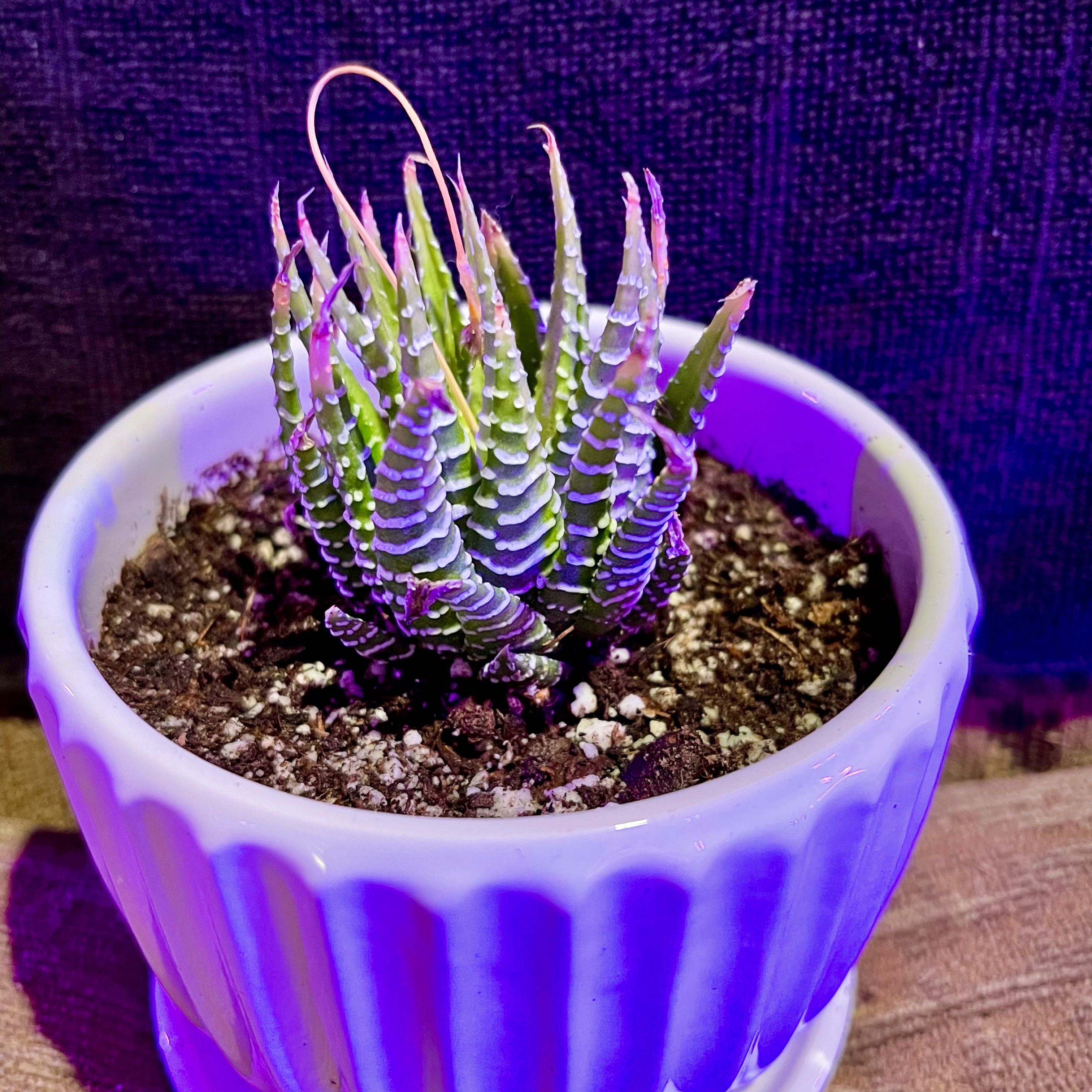 Photo of the plant species Variegated Zebra Plant by @riverzend named zorse on Greg, the plant care app