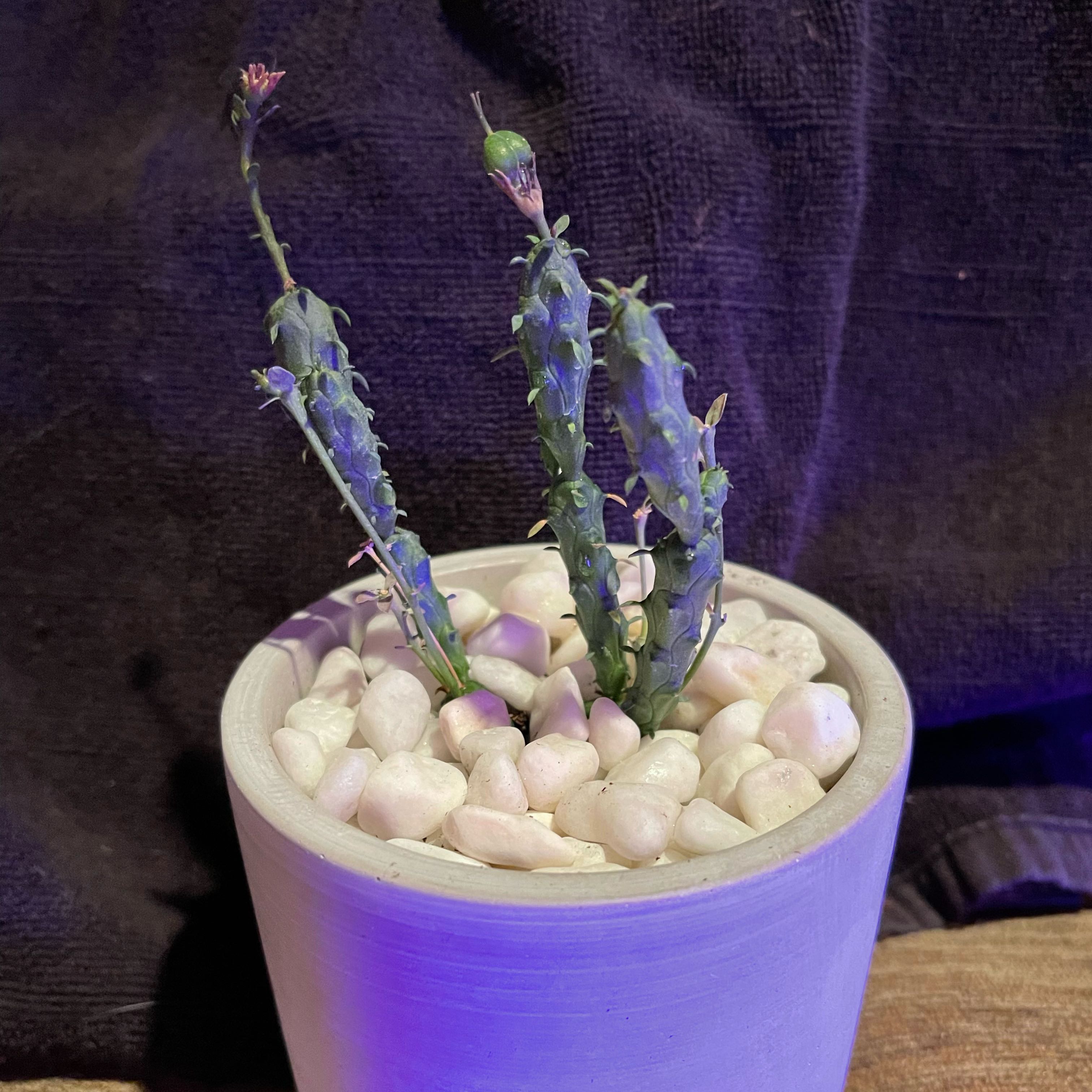 Photo of the plant species Euphorbia Globosa by @riverzend named obo on Greg, the plant care app