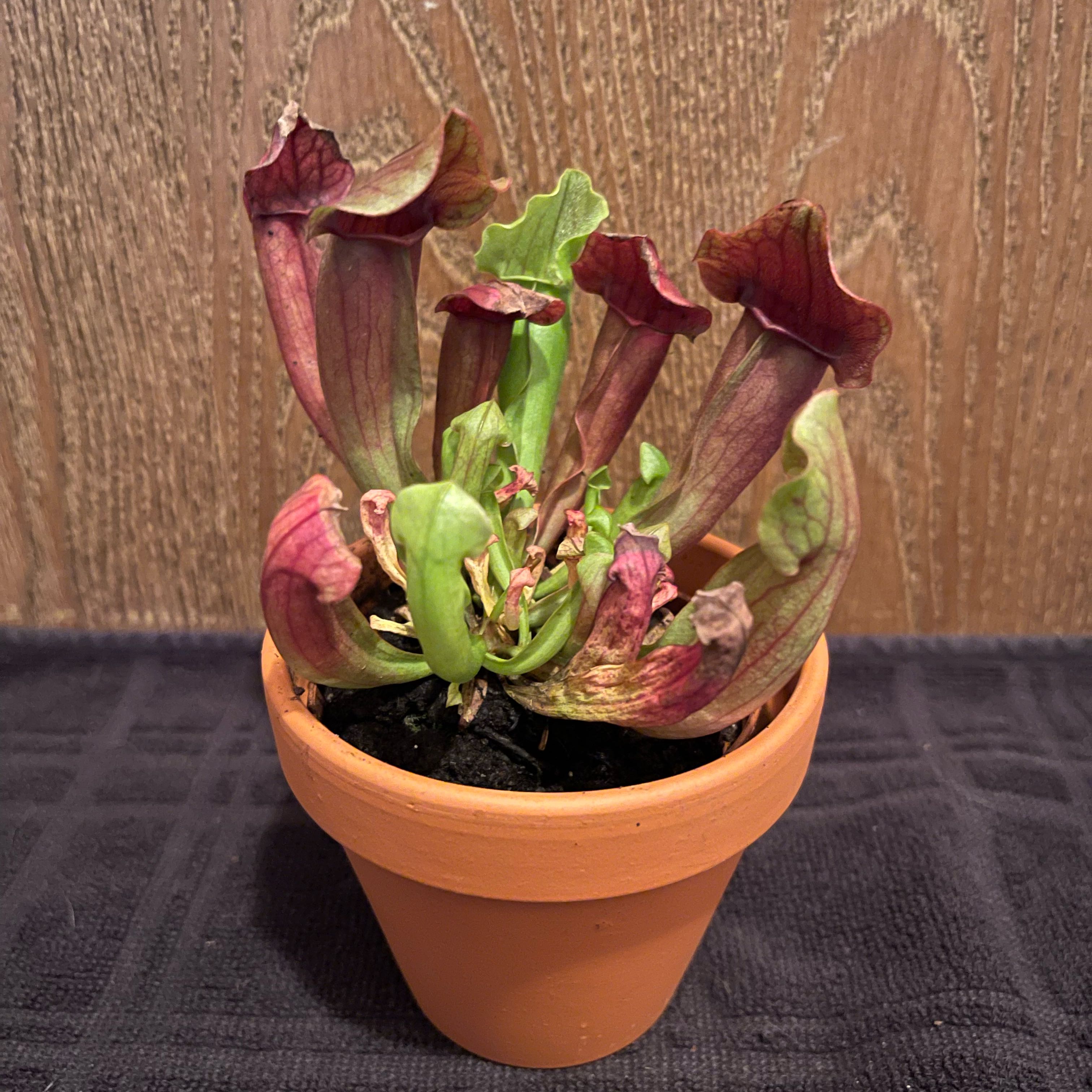 Photo of the plant species Red Bug Pitcher Plant by @riverzend named beetle on Greg, the plant care app