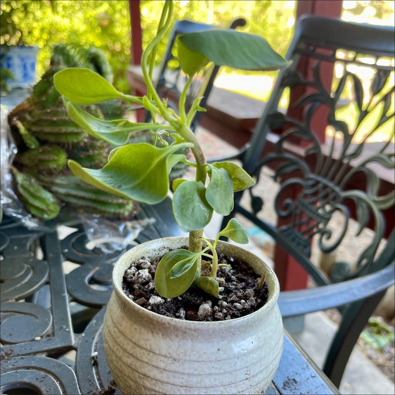 Photo of the plant species Baboon's Cabbage Bush by @riverzend named boone on Greg, the plant care app