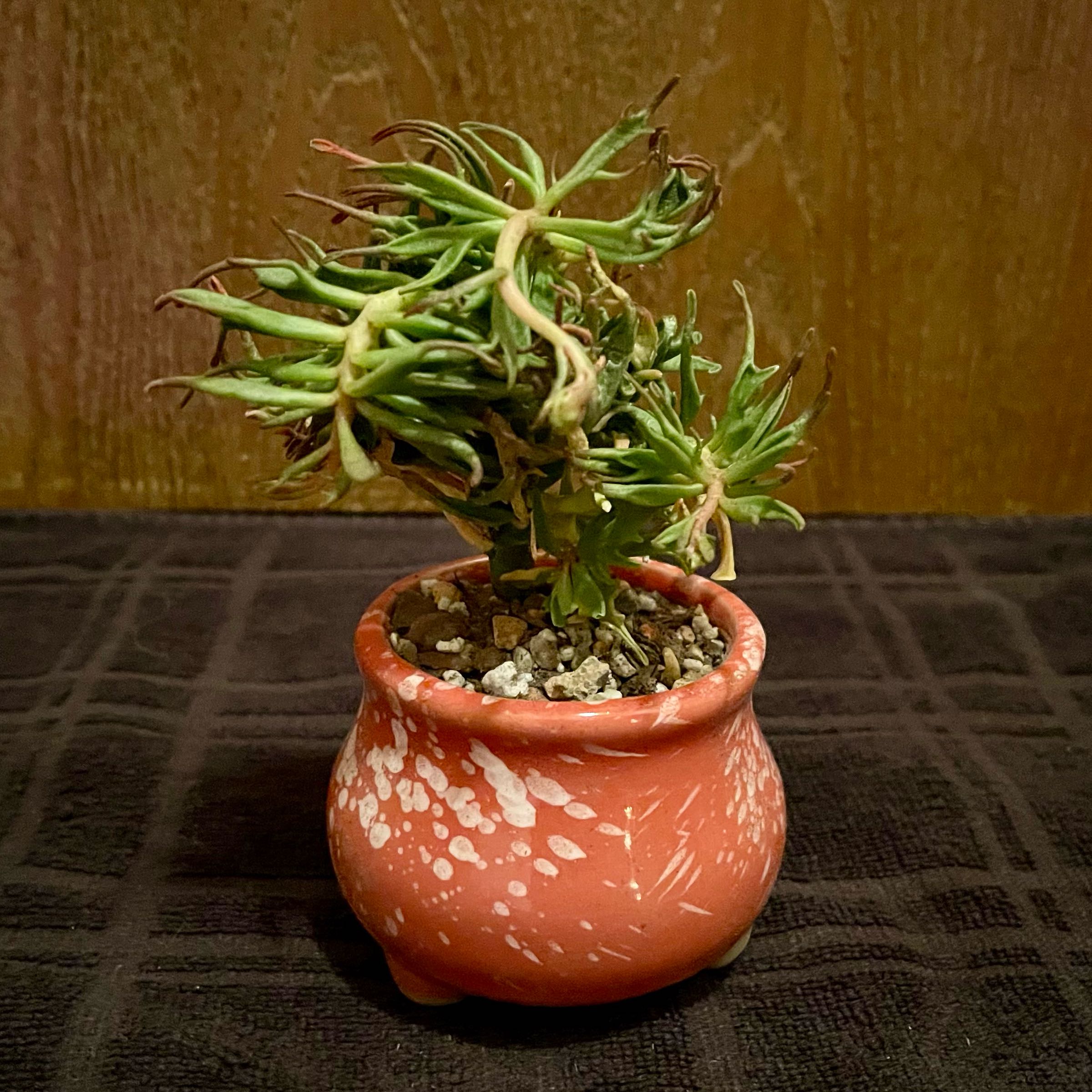 Photo of the plant species Kalanchoe Tarantula by @riverzend named kónguló on Greg, the plant care app