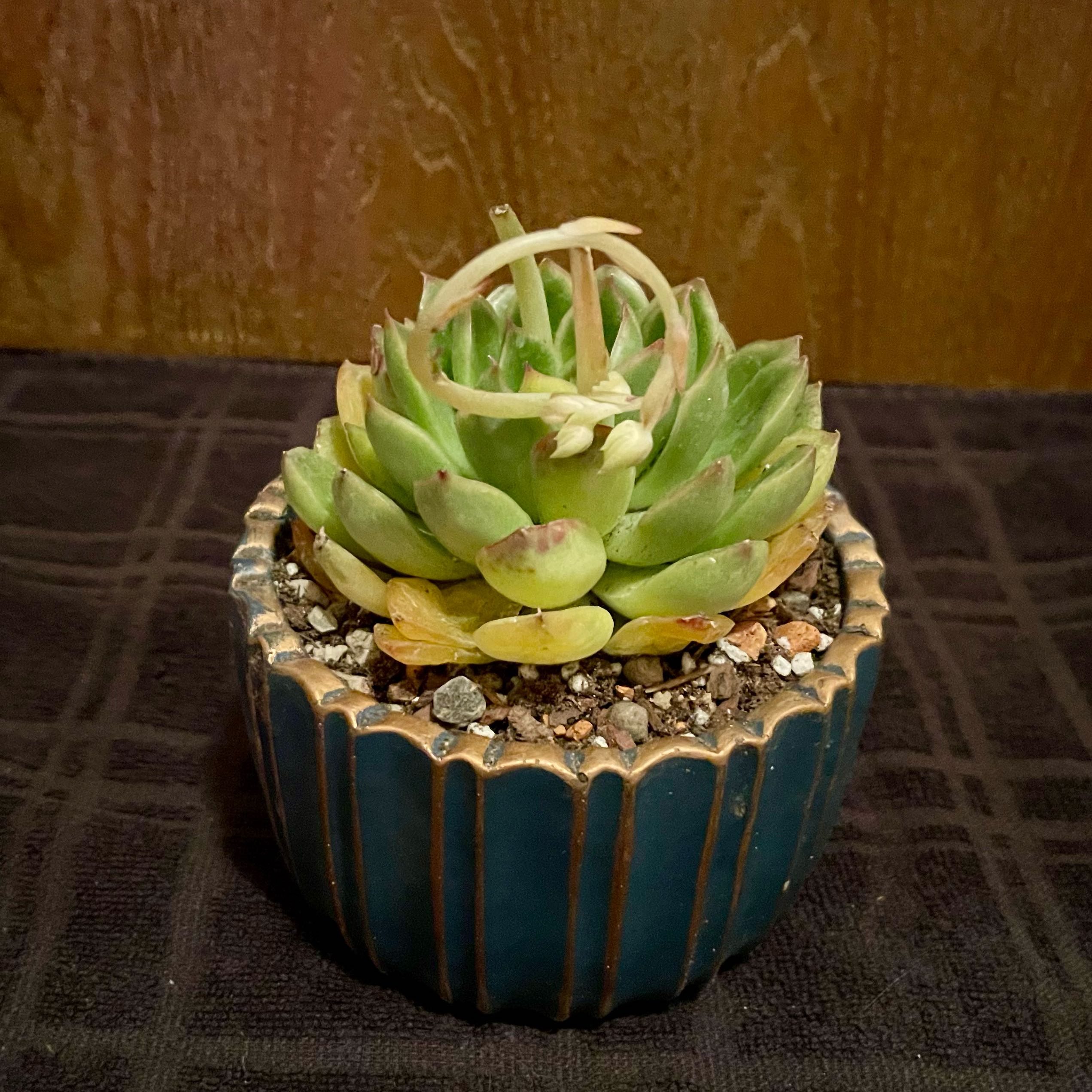 Photo of the plant species Echeveria 'Cris' by @riverzend named cross on Greg, the plant care app