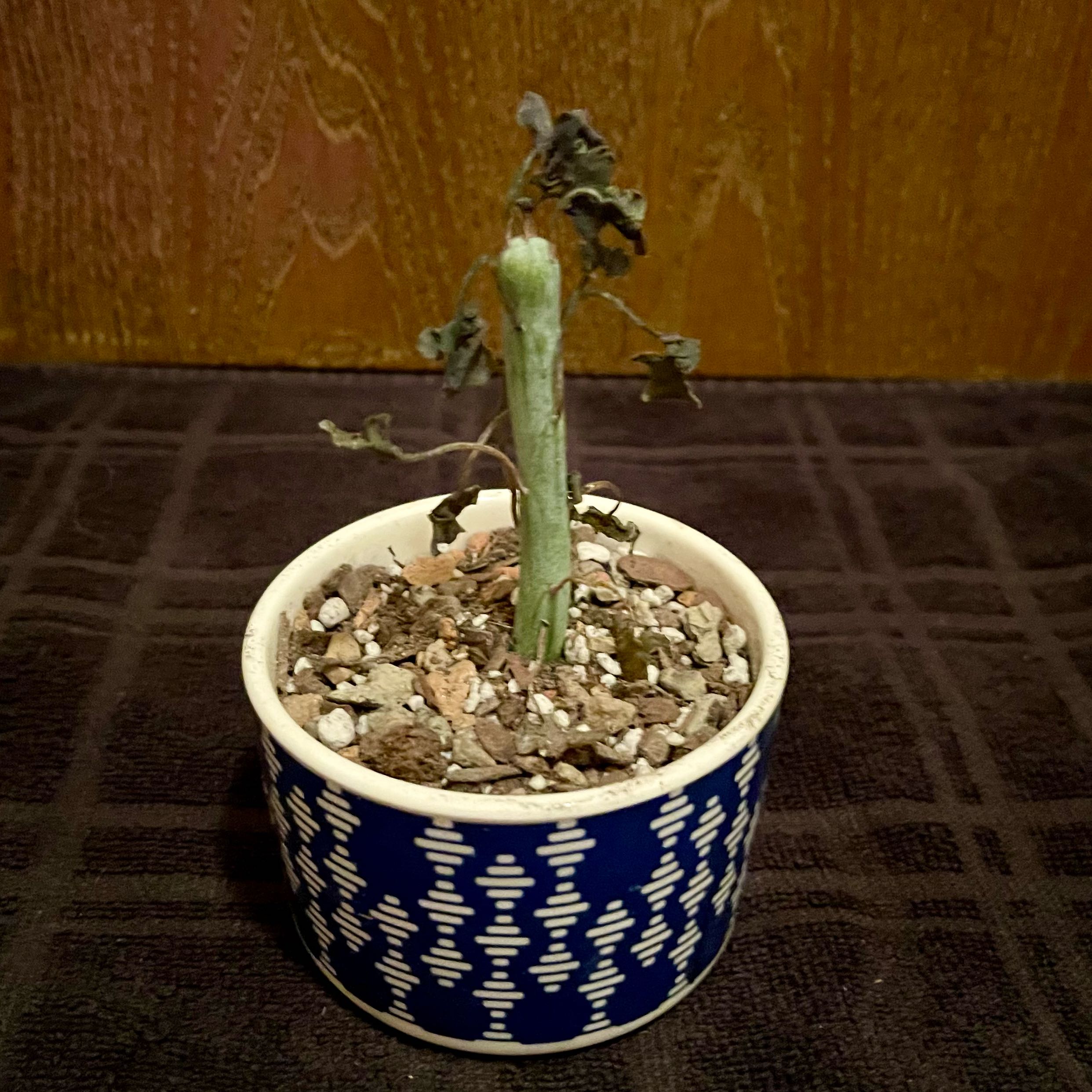 Photo of the plant species Candle cactus by @riverzend named kynttilä on Greg, the plant care app