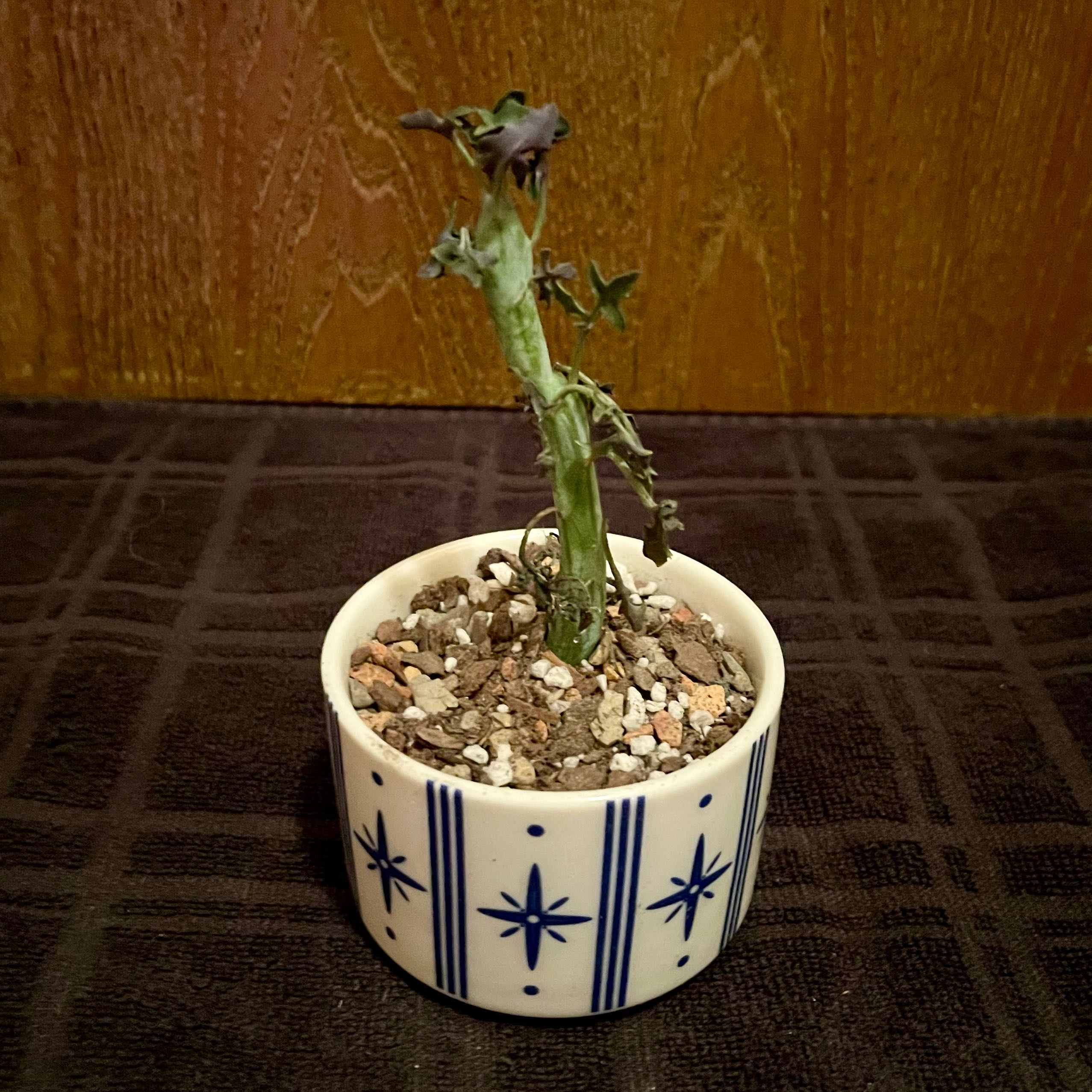 Photo of the plant species Candle cactus by @riverzend named ljus on Greg, the plant care app