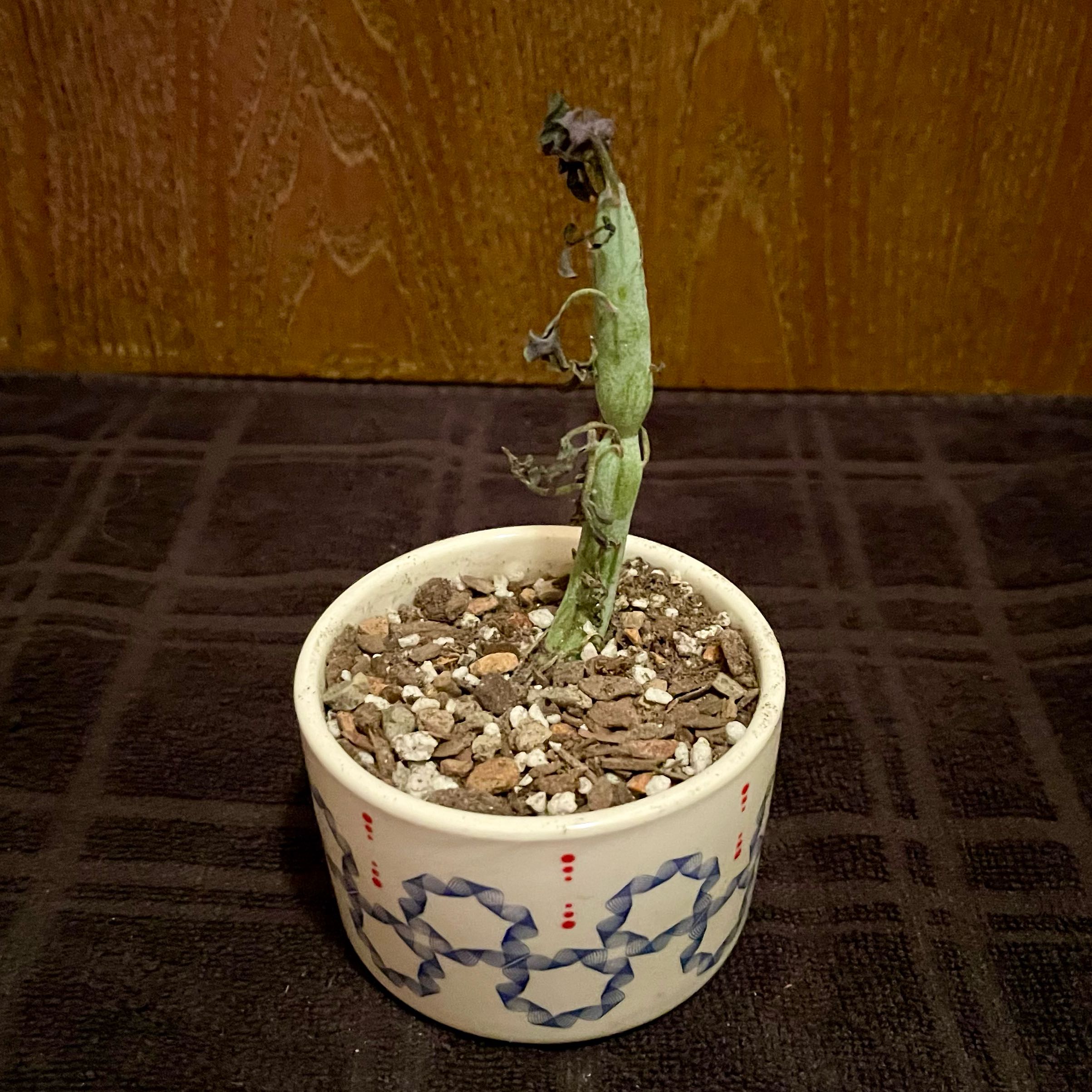 Photo of the plant species Candle cactus by @riverzend named küünal on Greg, the plant care app