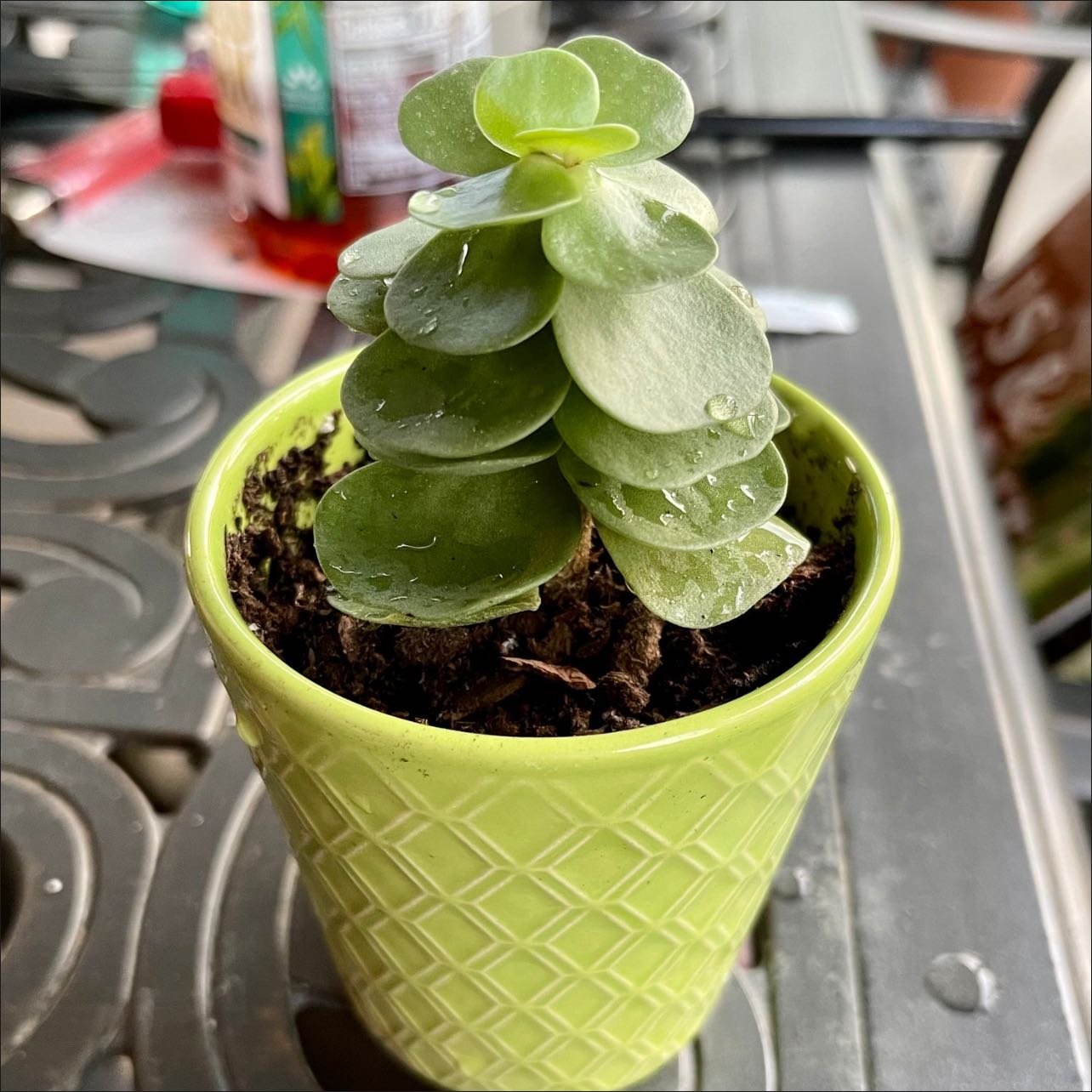 Healthy 'Ihi succulent plant in a green pot with visible soil.