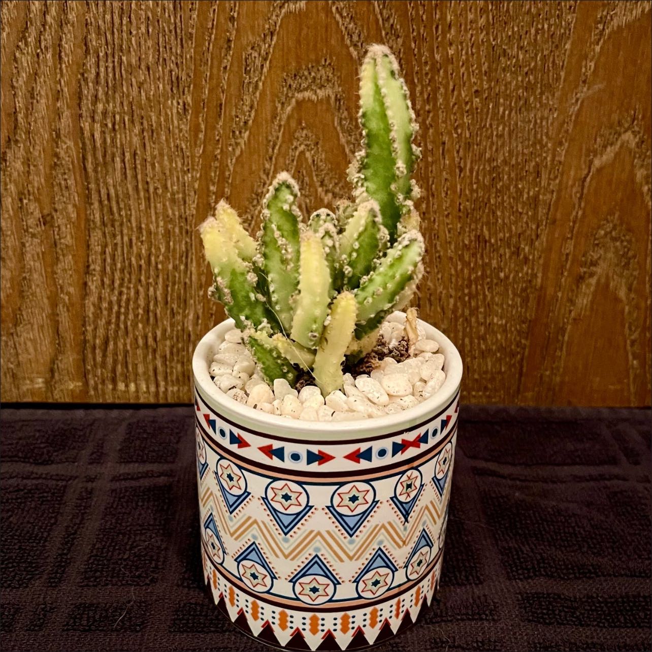 Photo of the plant species Variegated Fairy Castle by @riverzend named kastala on Greg, the plant care app