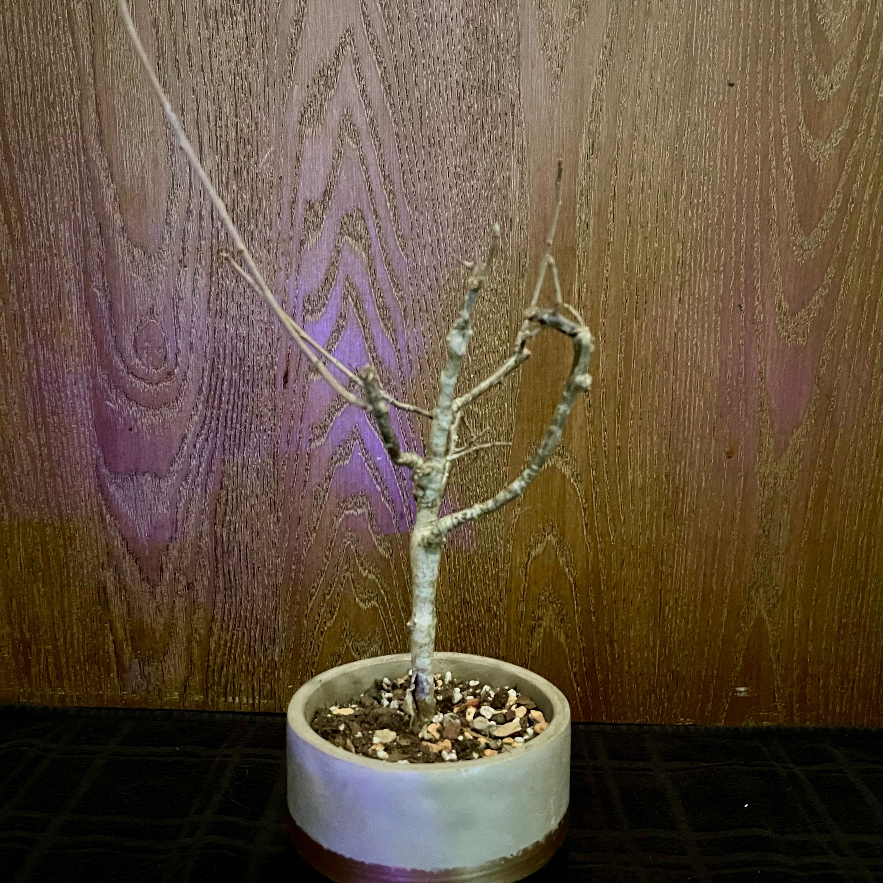 Photo of the plant species Euphorbia sp. nova Tanzania by @riverzend named stella on Greg, the plant care app