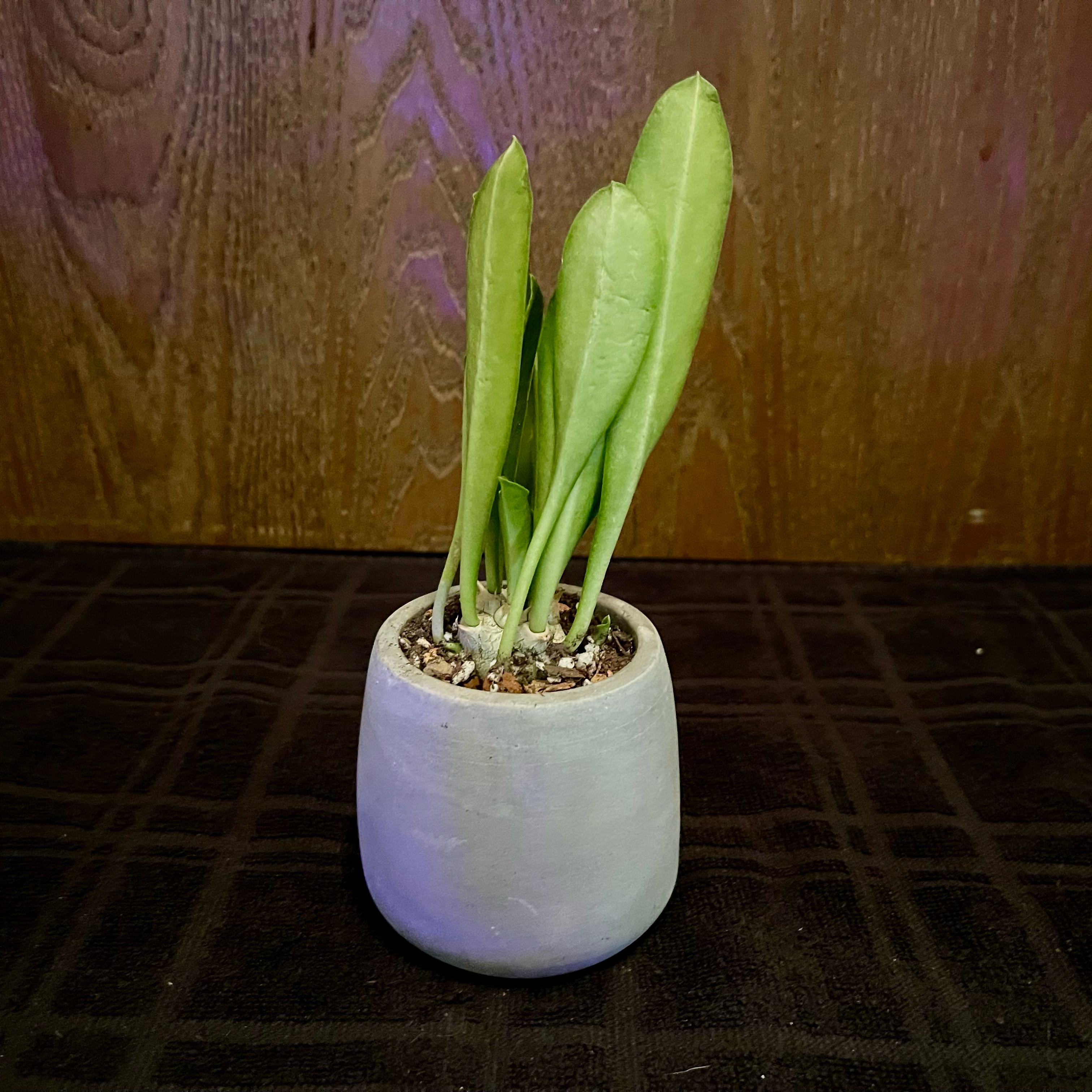 Photo of the plant species Euphorbia poissonii by @riverzend named siop on Greg, the plant care app
