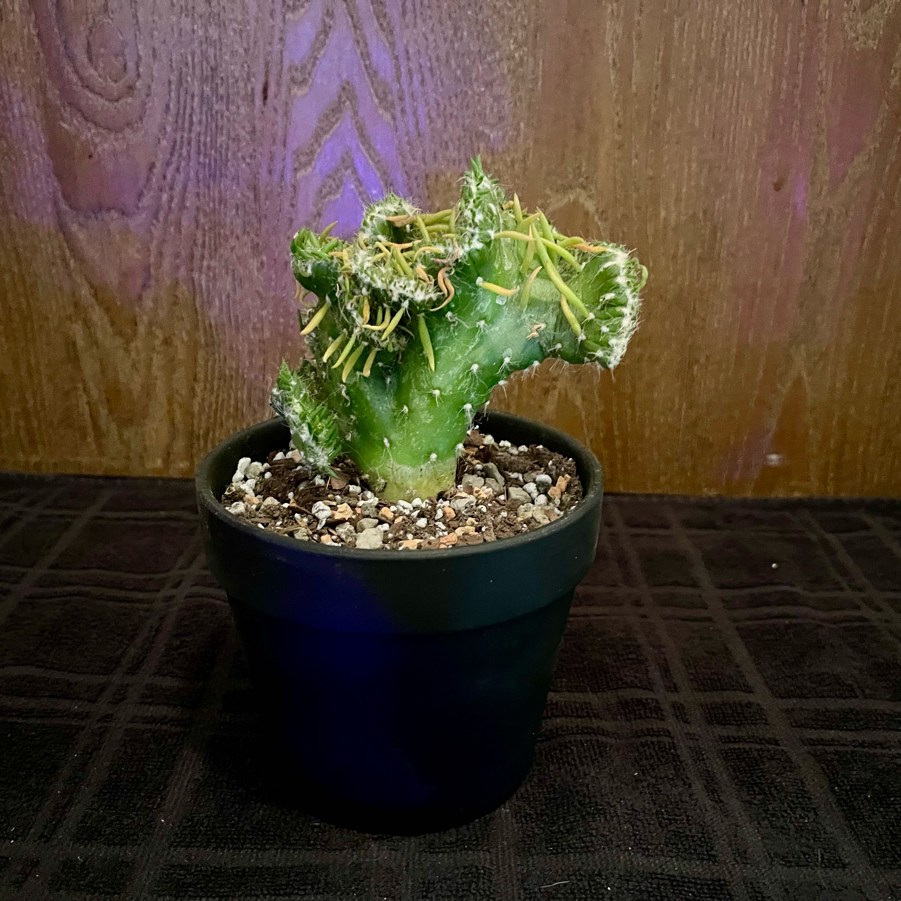 Photo of the plant species Roller Coaster Crested by @riverzend named rússíbani on Greg, the plant care app