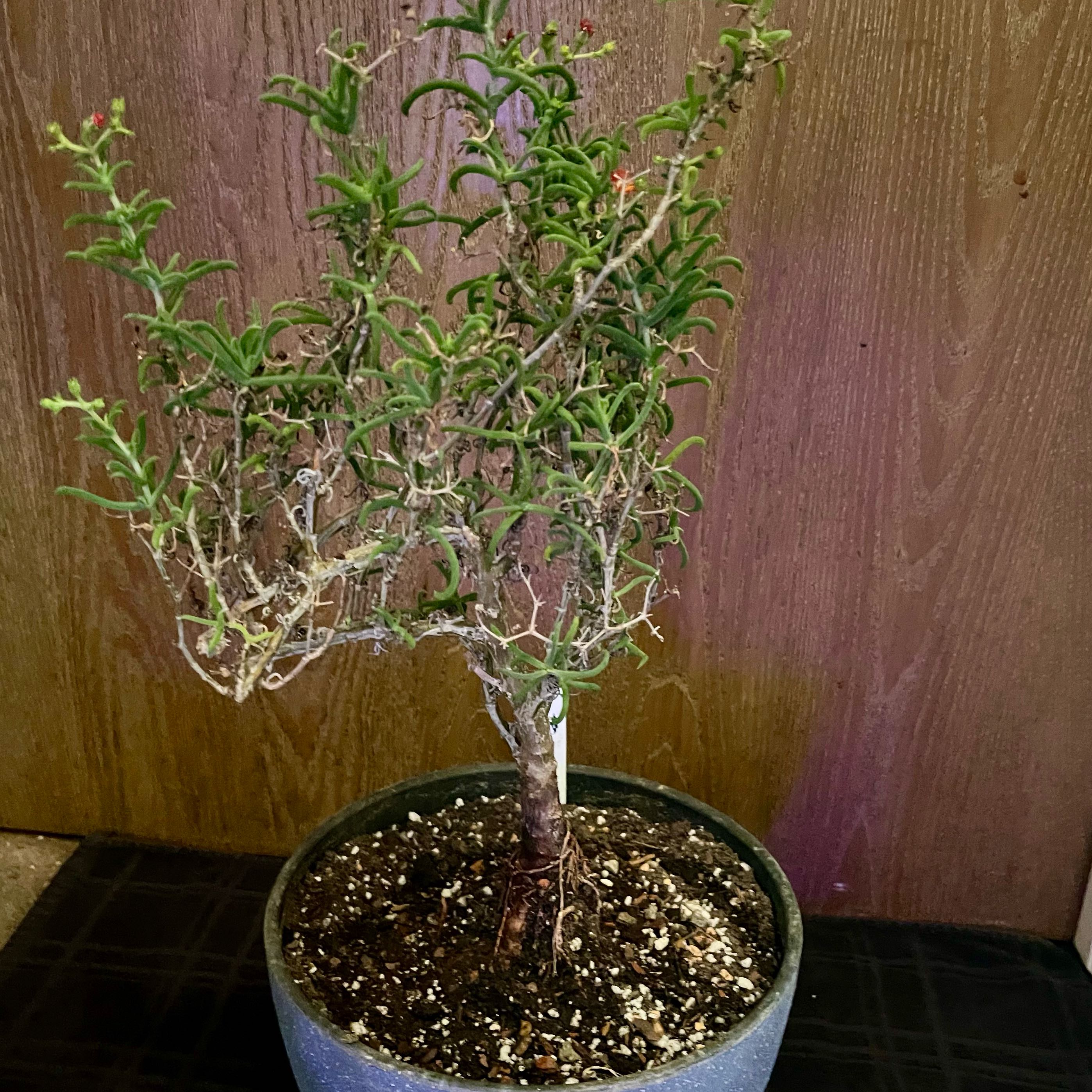Photo of the plant species Donkey Fig by @riverzend named asnar on Greg, the plant care app