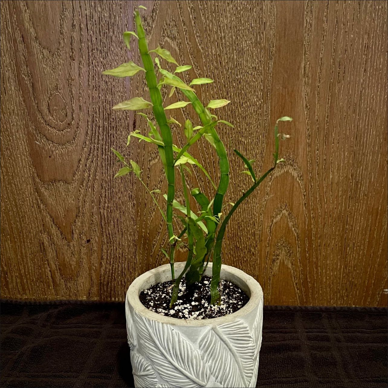 Photo of the plant species Ribbon Bush by @riverzend named elina on Greg, the plant care app