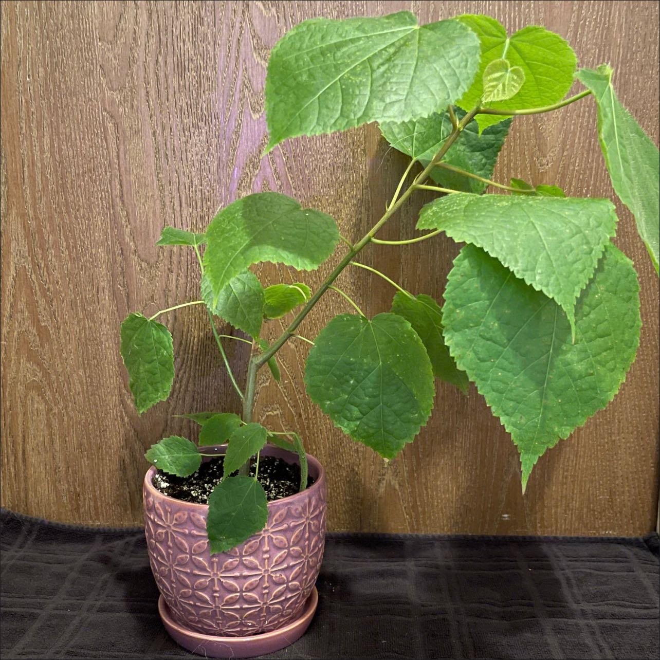 Photo of the plant species pinkball by @riverzend named marquese on Greg, the plant care app