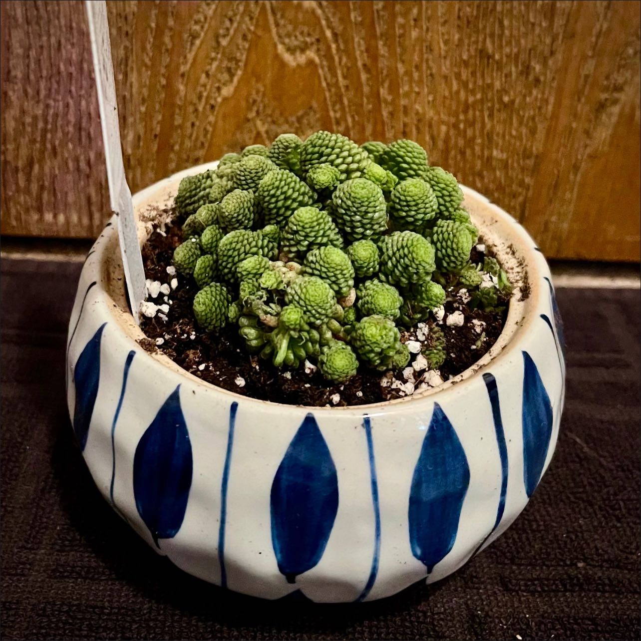 Photo of the plant species Monanthes polyphylla by @riverzend named onanthe on Greg, the plant care app