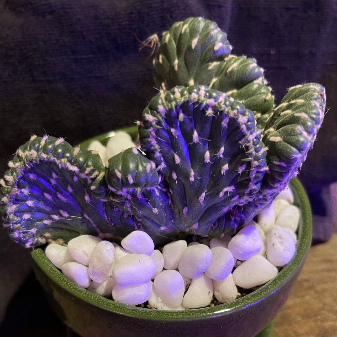 Photo of the plant species Emerald Idol Opuntia by @riverzend named dolomite on Greg, the plant care app