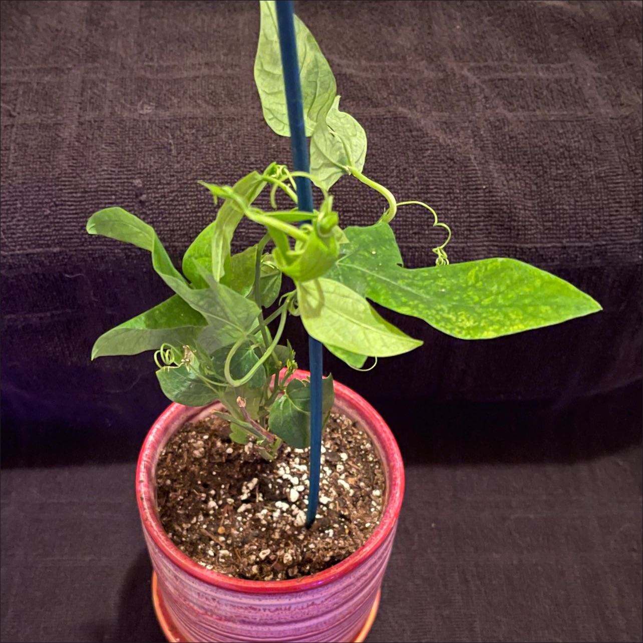 Potted Bluecrown Passionflower plant with green leaves and visible soil.