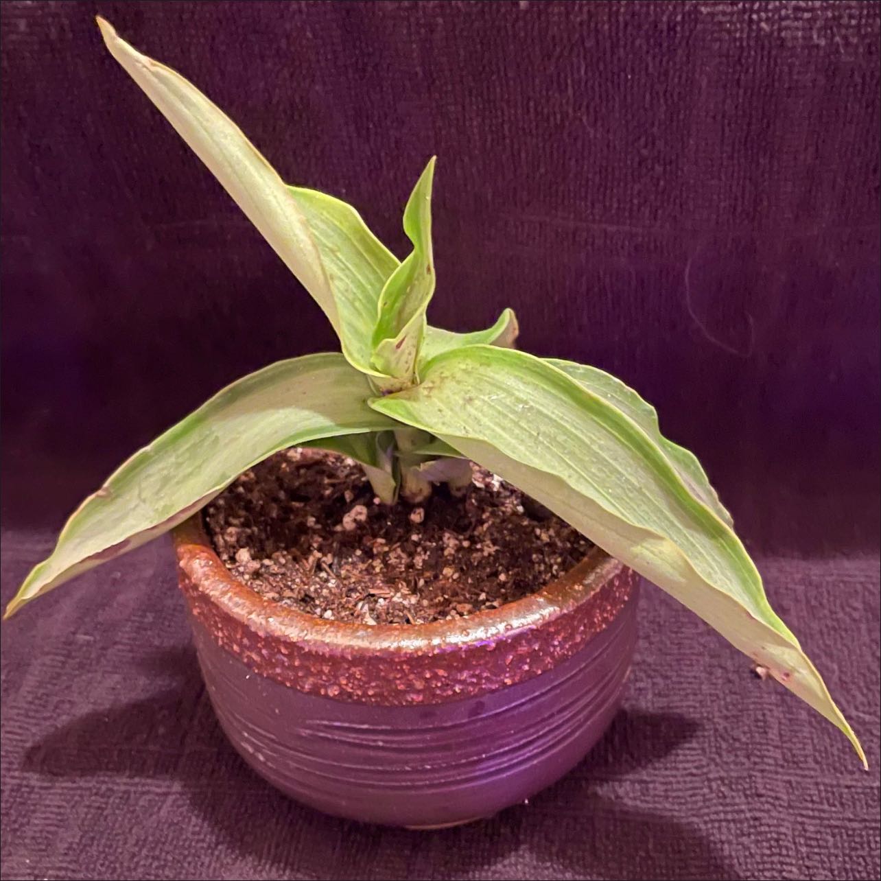 Potted Bright Star Murdannia plant with green leaves and visible soil.