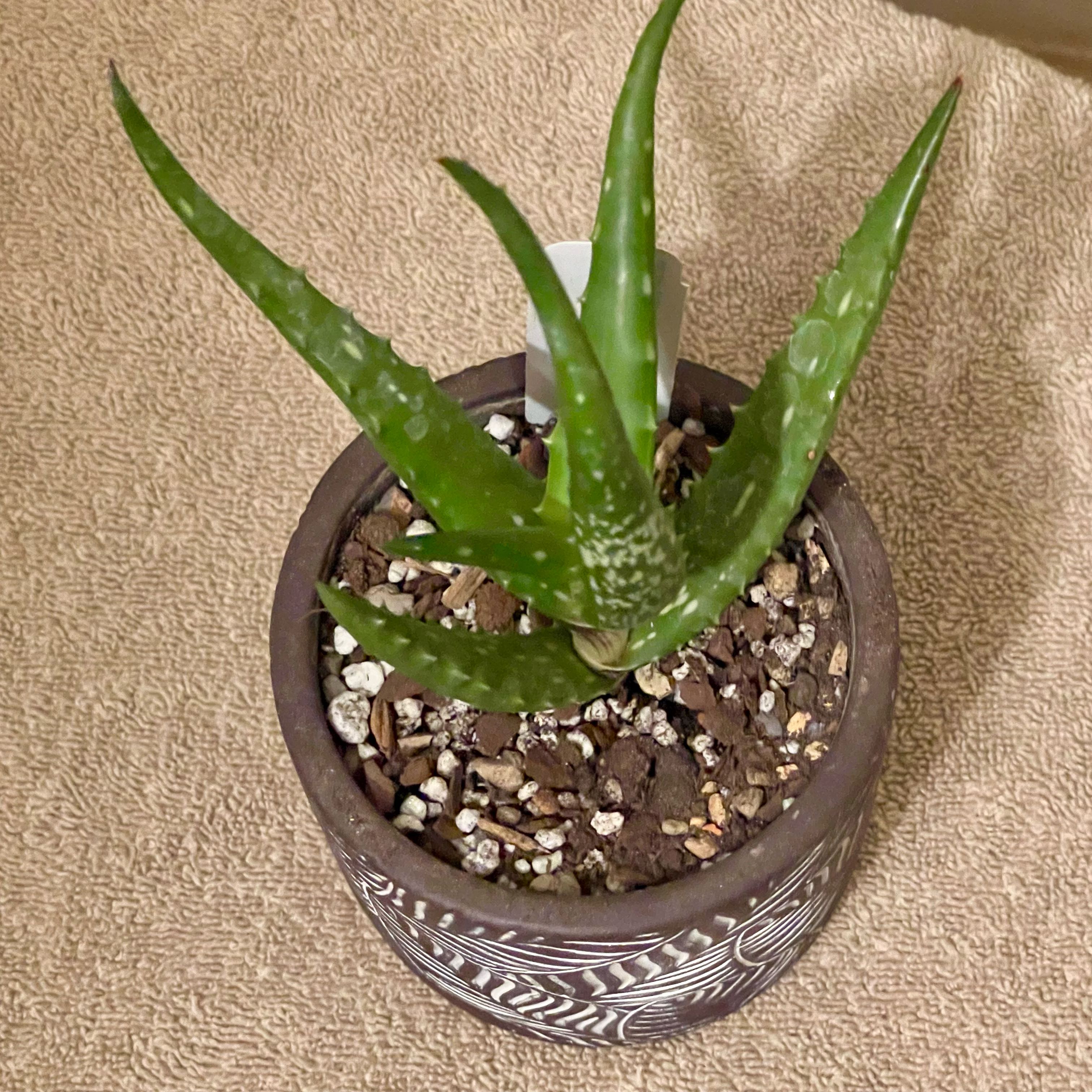 Photo of the plant species Aloe vaombe by @riverzend named malagasískur on Greg, the plant care app