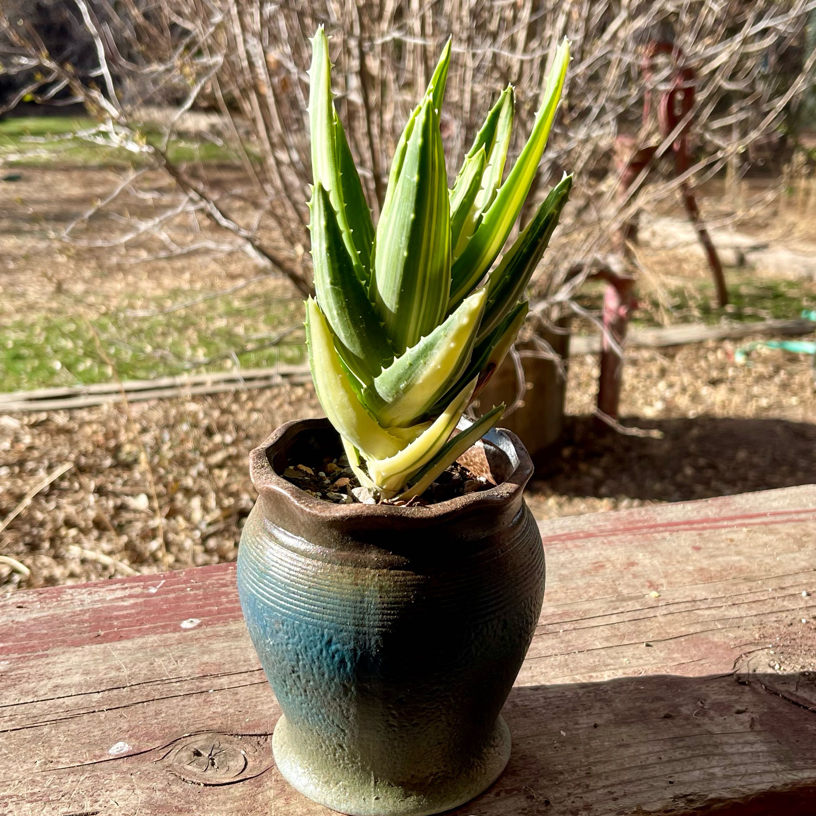 Photo of the plant species Aloe nobilis 'Variegata' by @riverzend named courtney on Greg, the plant care app