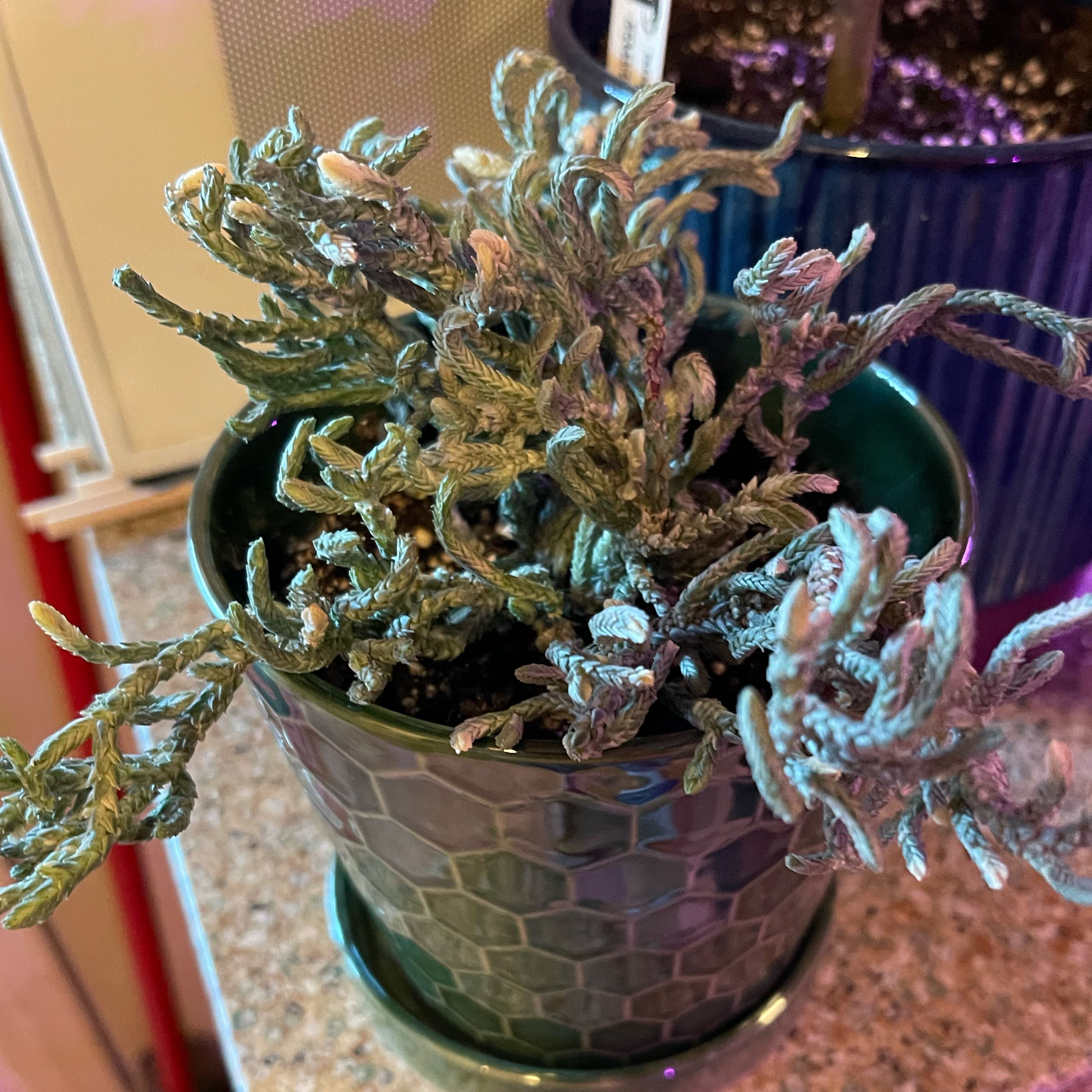 Photo of the plant species Variegated Watch Chain by @riverzend named uhr on Greg, the plant care app