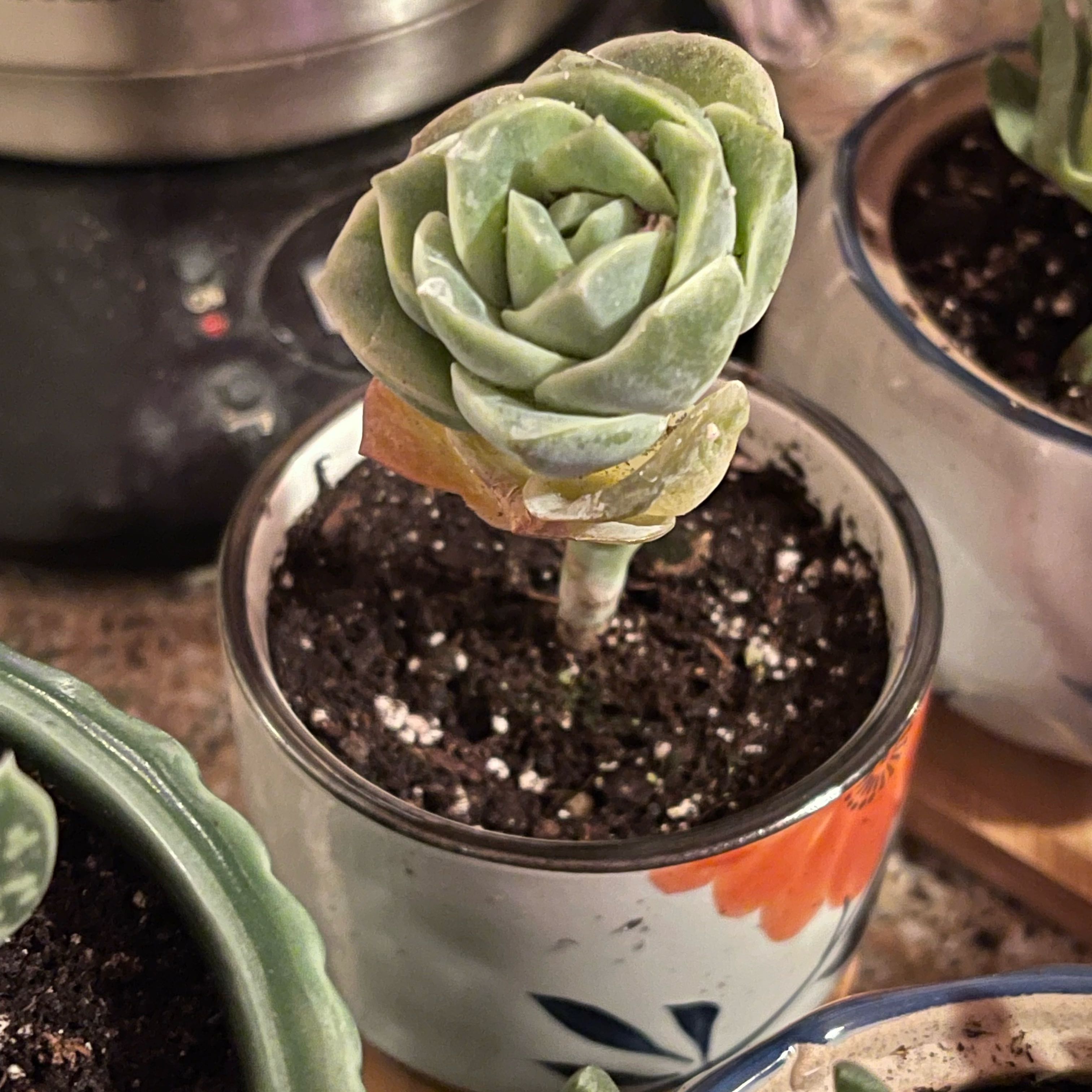 Graptoveria 'Lovely Rose' succulent in a small pot with visible soil.