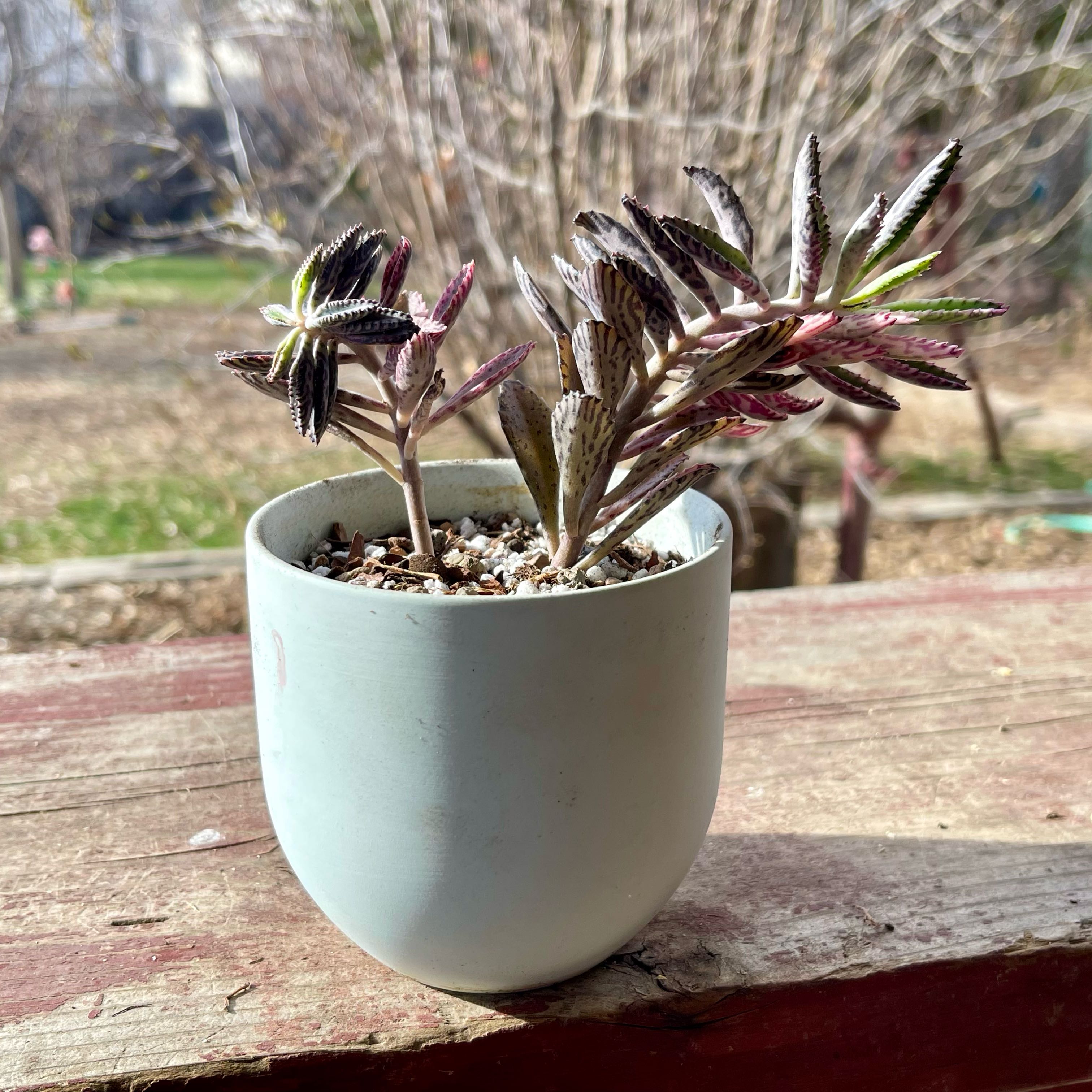 Kalanchoe 'Pink Butterflies' plant in a white pot, outdoor background.