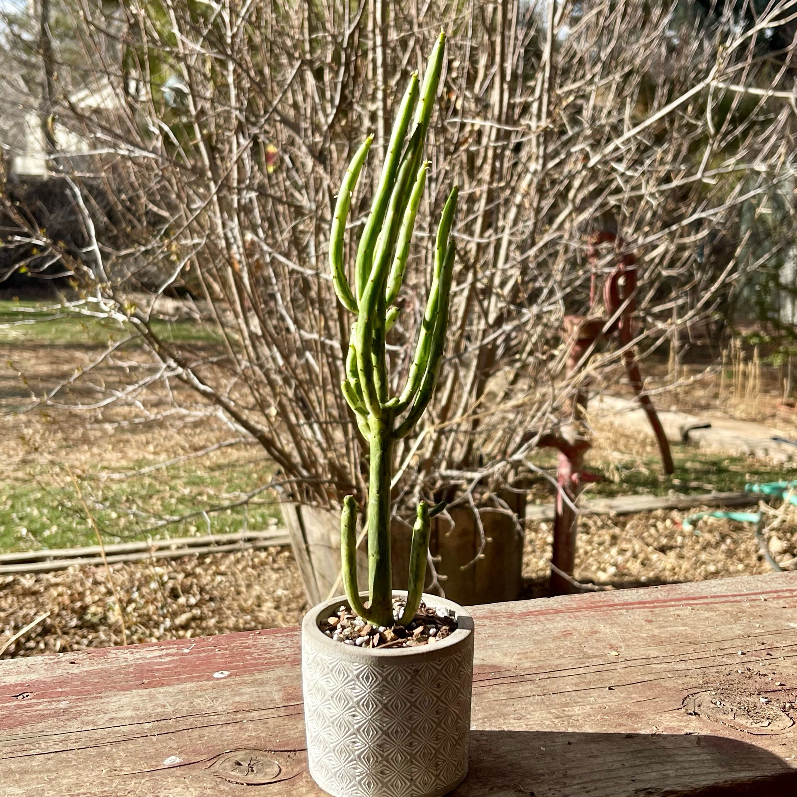 Photo of the plant species Cat Tails Euphorbia by @riverzend named e. alluaudii variegata on Greg, the plant care app