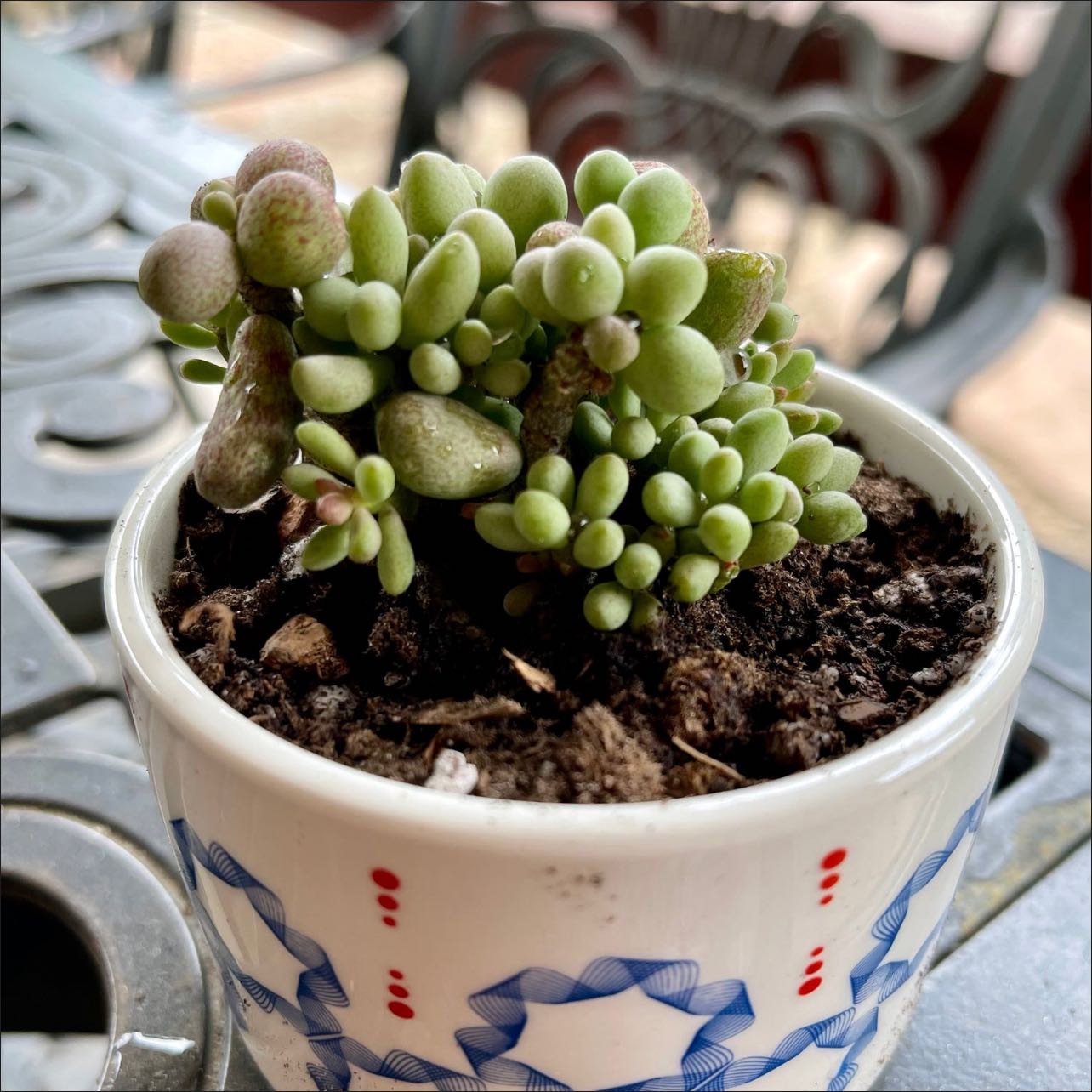 Photo of the plant species Fairy Tale Plant by @riverzend named álfur on Greg, the plant care app