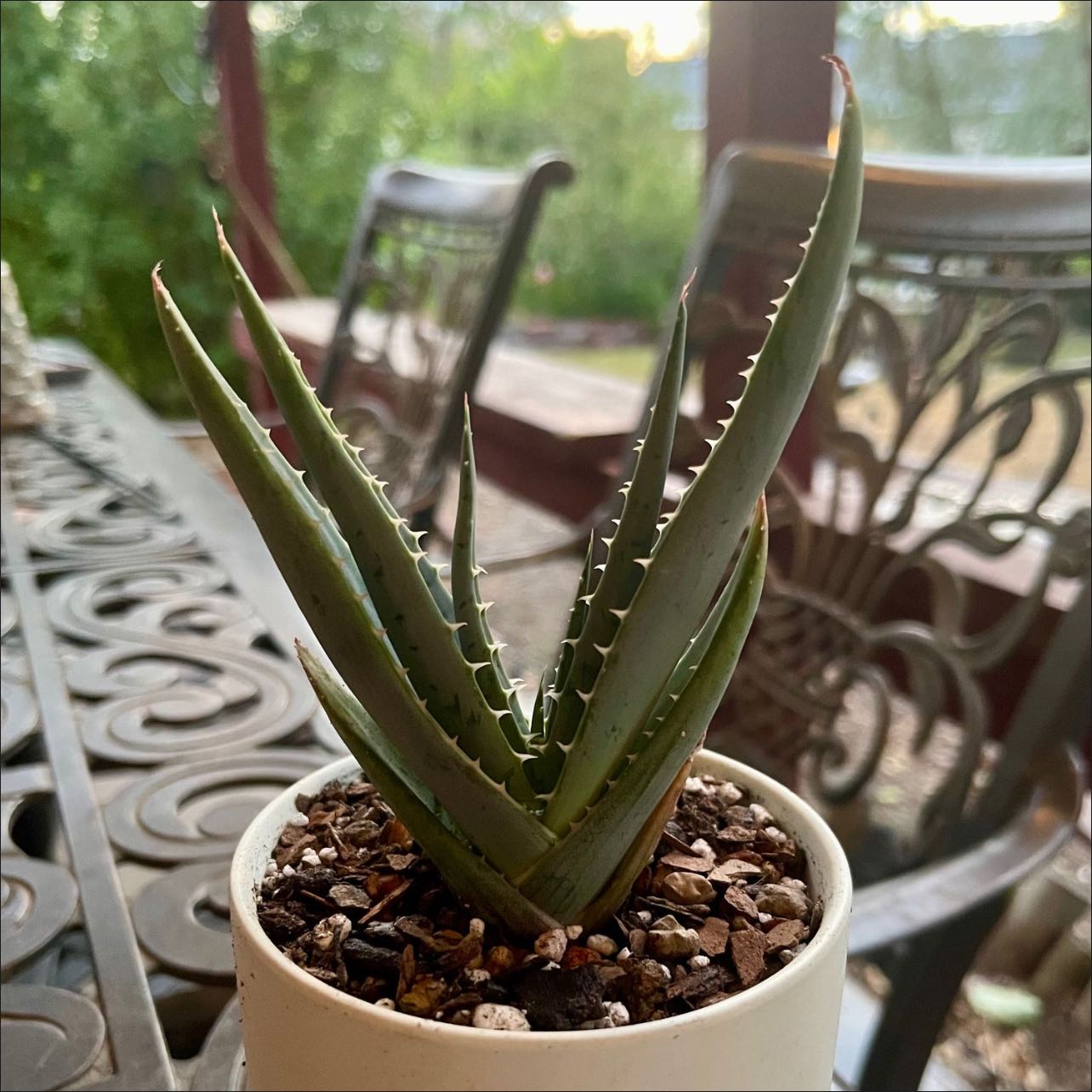Photo of the plant species Book Aloe by @riverzend named buch on Greg, the plant care app