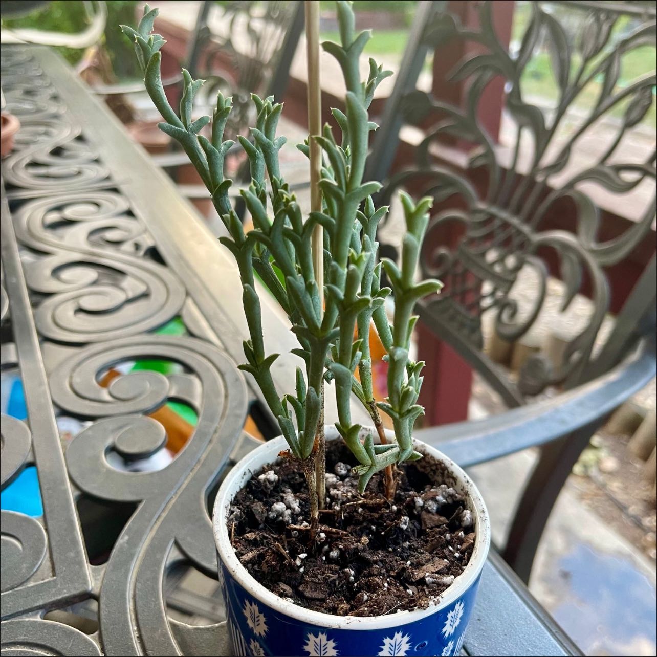 Photo of the plant species Doringvygie by @riverzend named sigmund on Greg, the plant care app