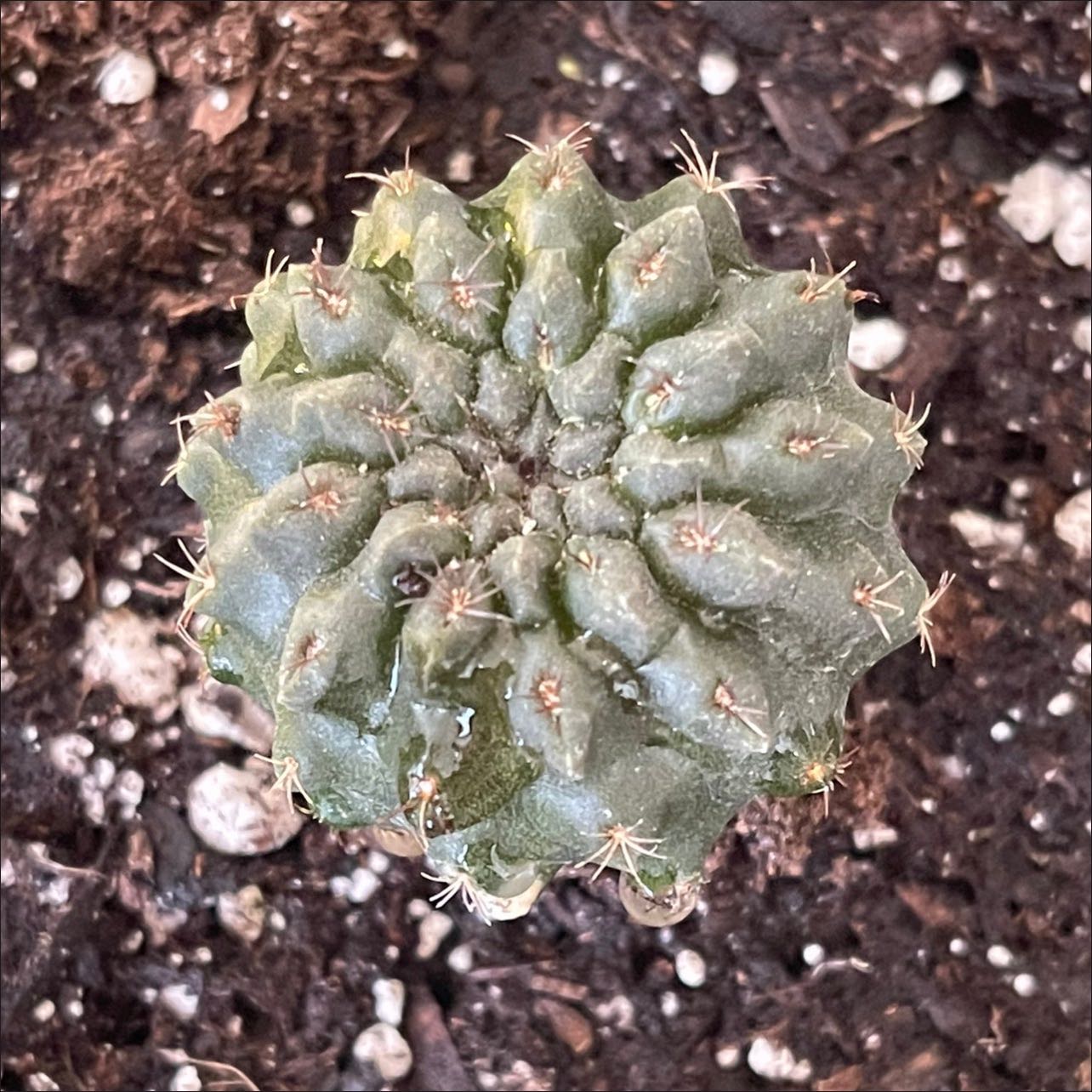 Photo of the plant species Eriosyce oculta by @riverzend named sértrúarsöfnuður on Greg, the plant care app