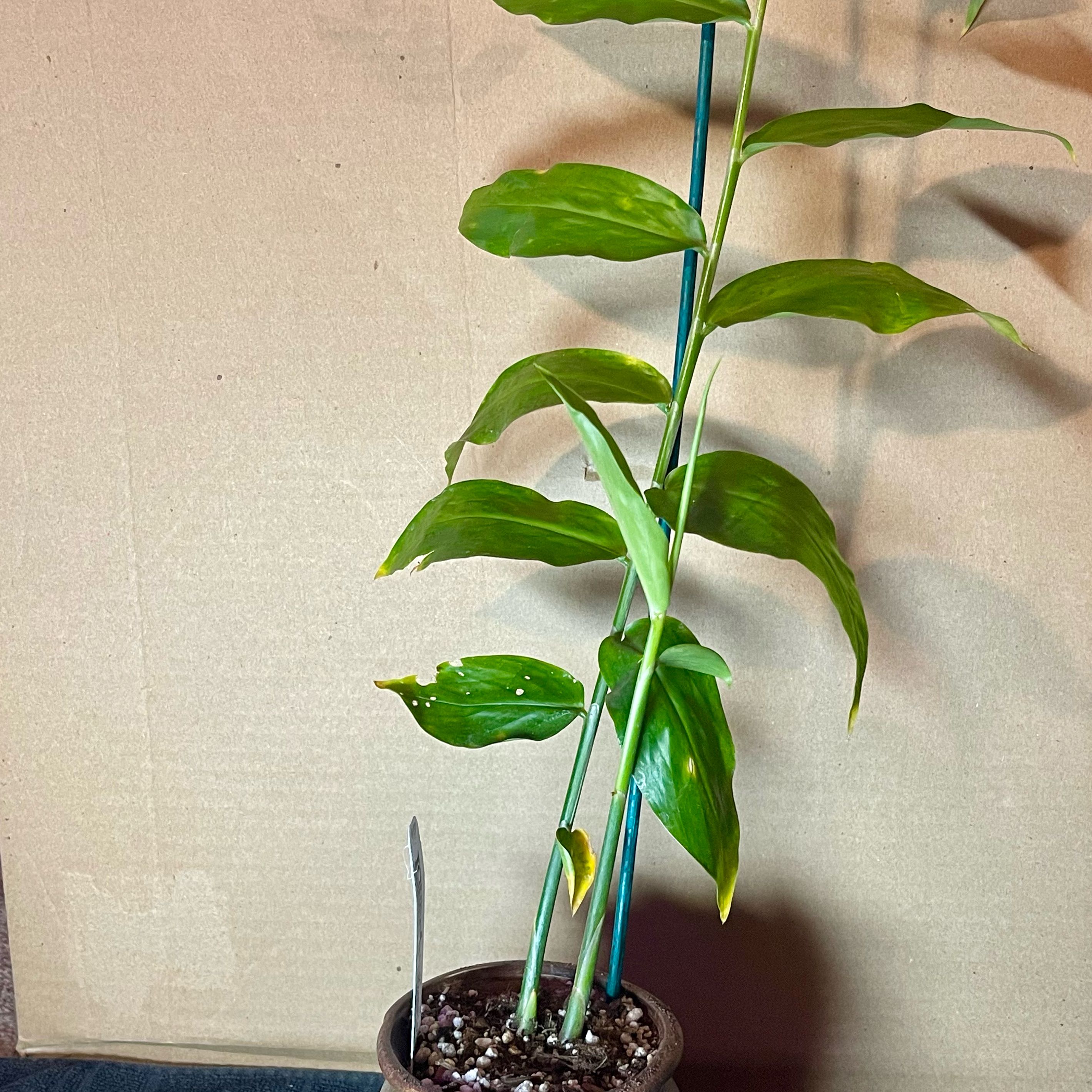 Photo of the plant species Beehive Ginger by @riverzend named býflugnabú on Greg, the plant care app