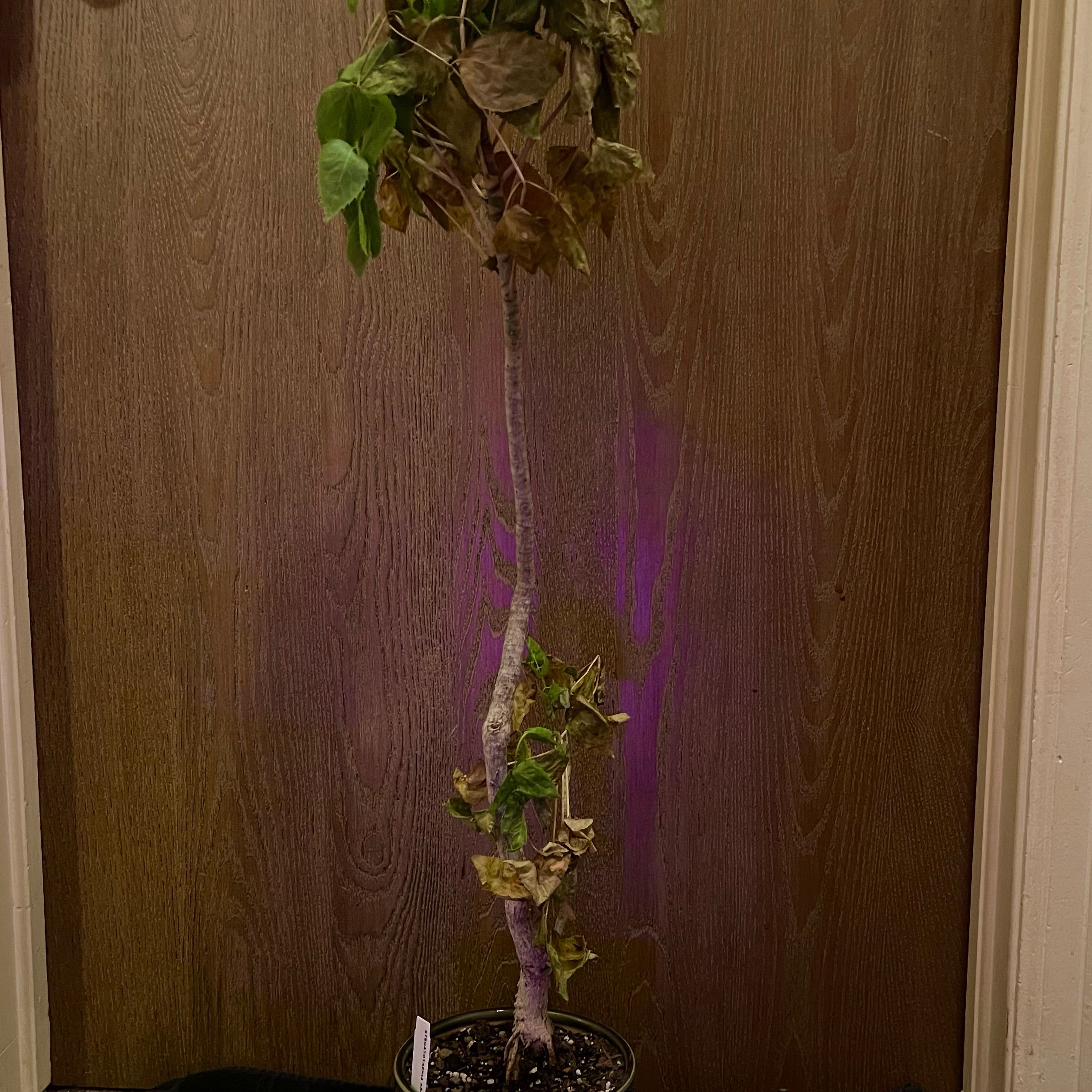 Photo of the plant species Carrot Tree by @riverzend named bugs on Greg, the plant care app