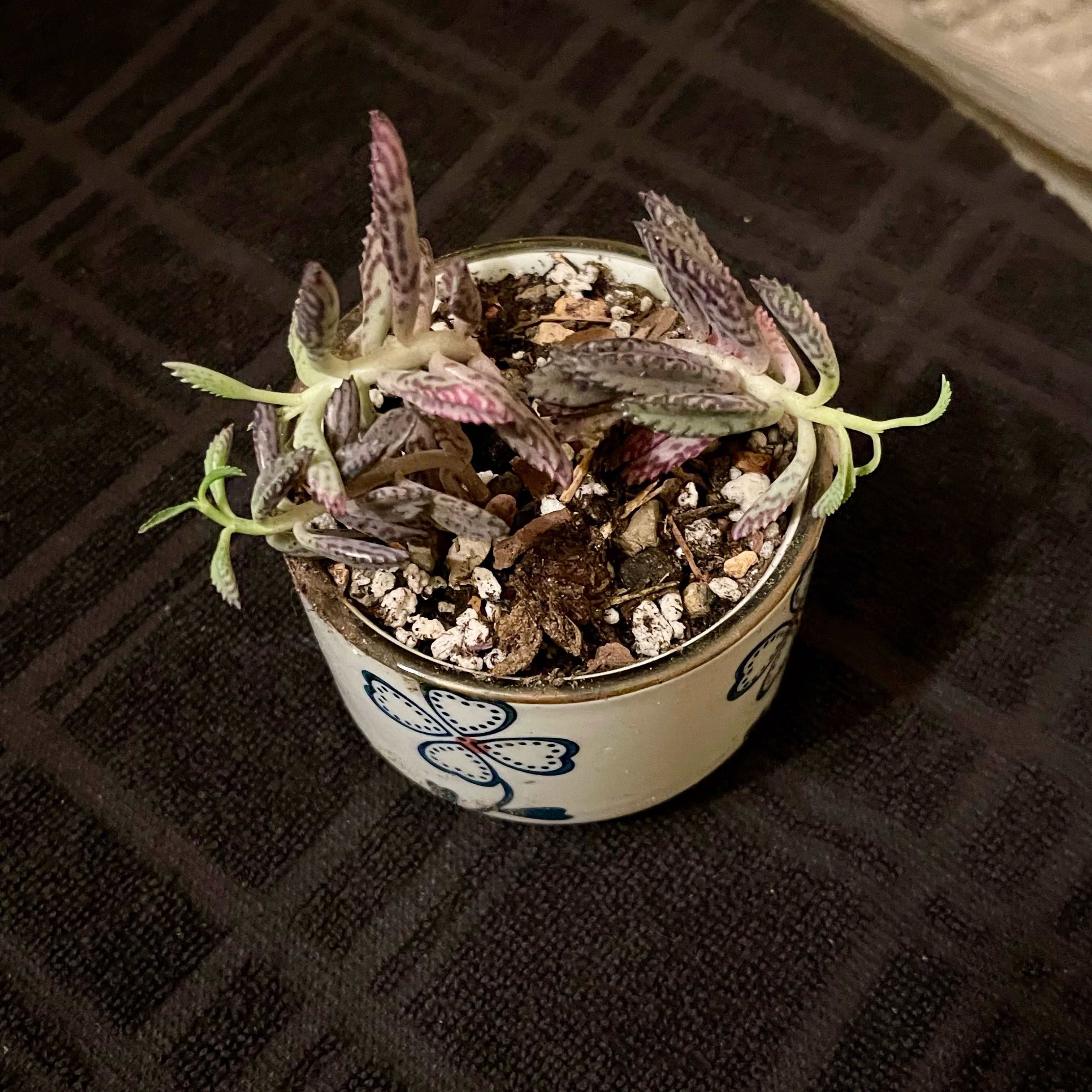 Kalanchoe 'Pink Butterflies' plant in a decorative pot with some leaf discoloration.