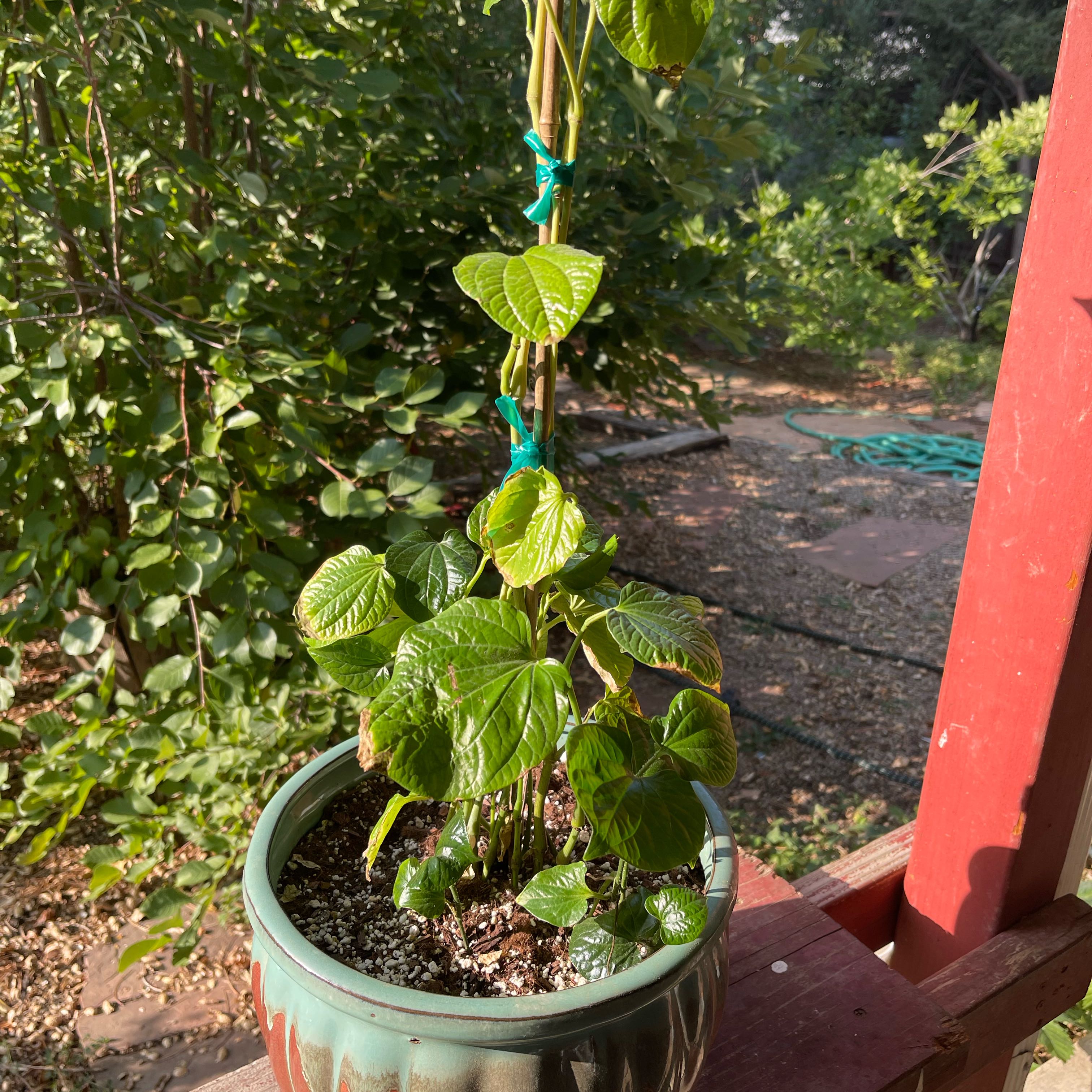 Photo of the plant species jia ju by @riverzend named víetnamska on Greg, the plant care app