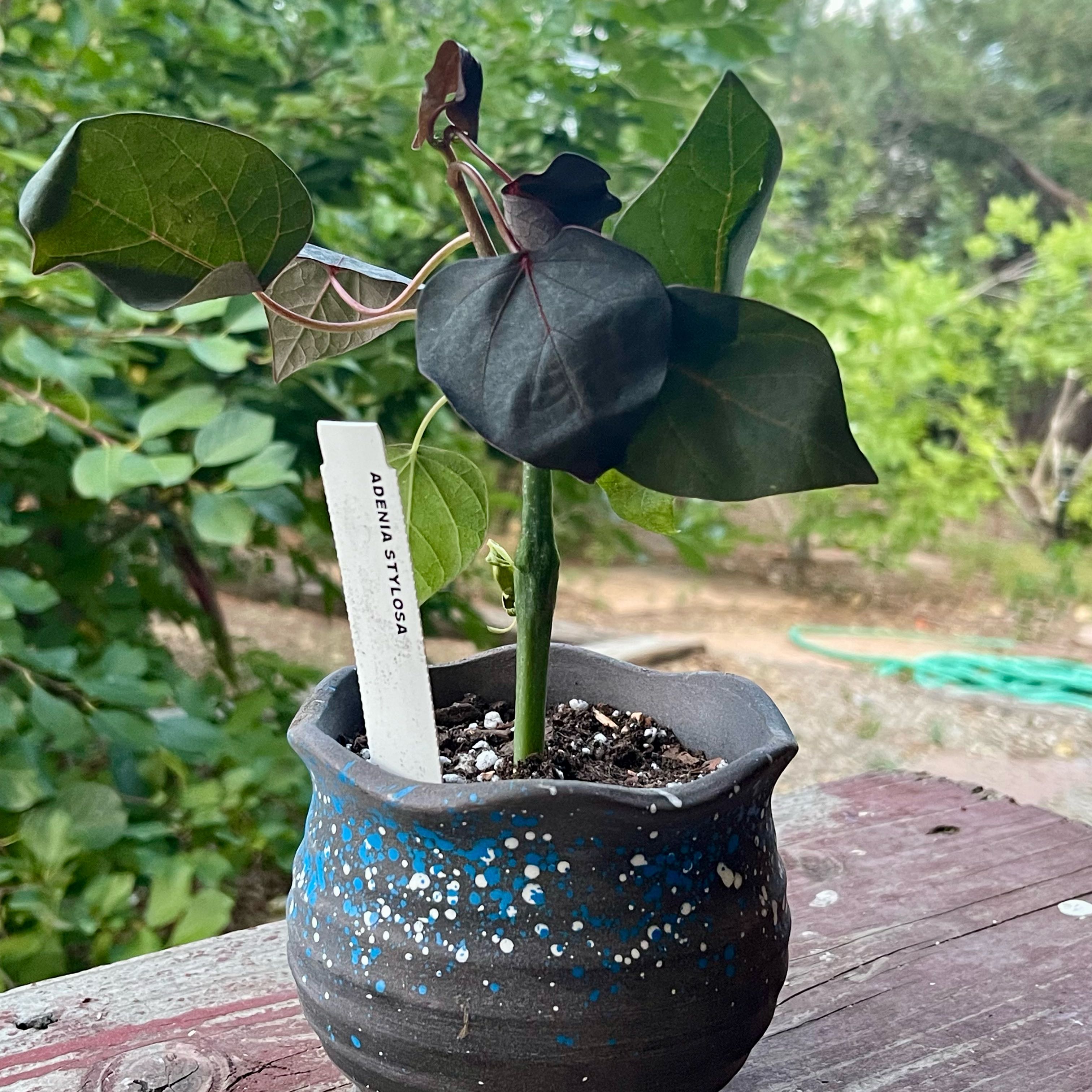 Photo of the plant species Candlestick plant by @riverzend named illt on Greg, the plant care app