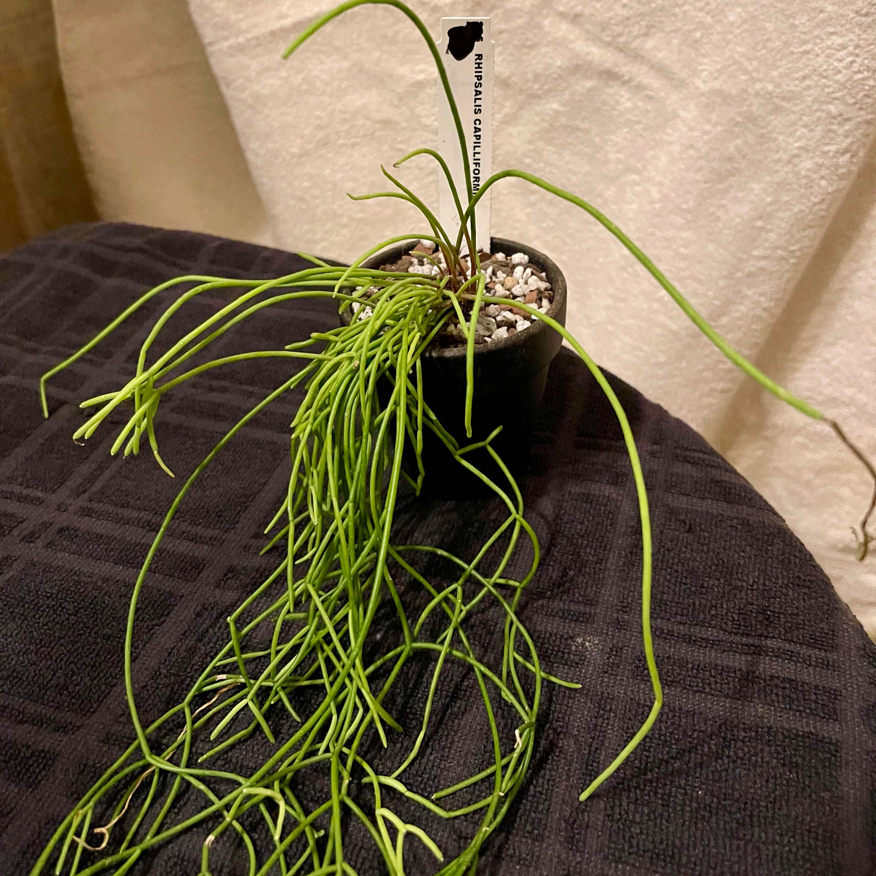 Photo of the plant species Quill-like Wickerware Cactus by @riverzend named táguvörur on Greg, the plant care app