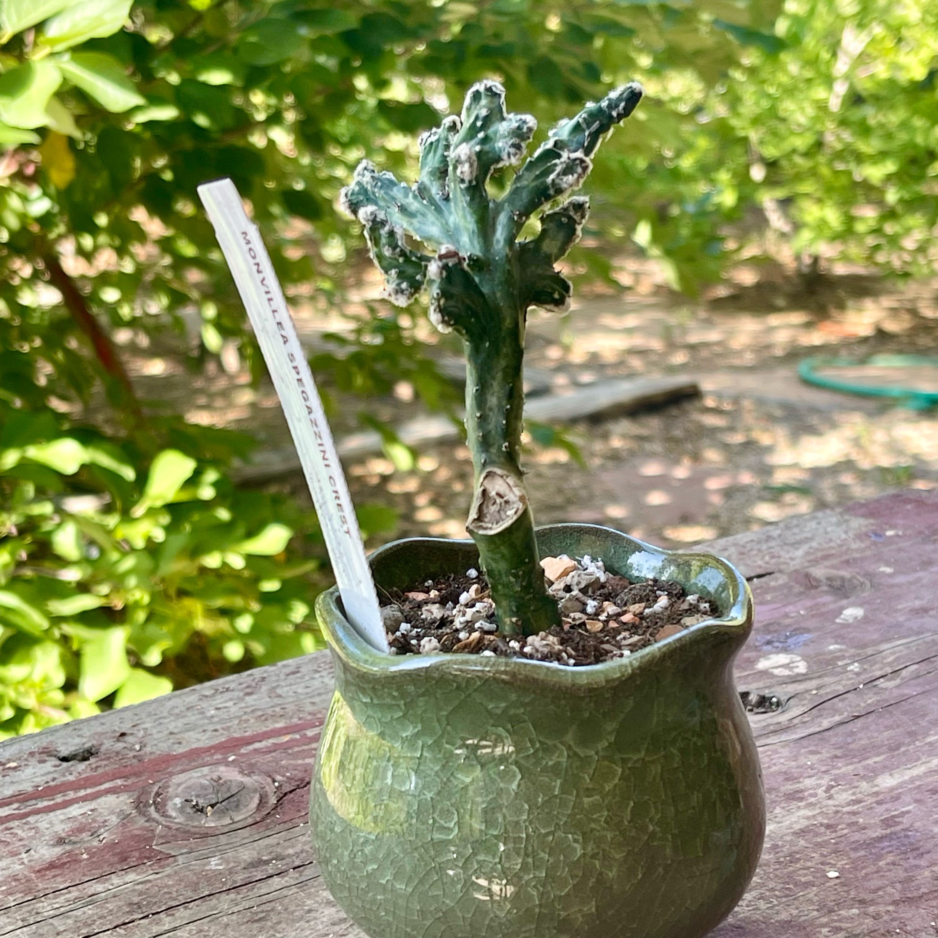 Plant care for Green Monvillea on Greg, the plant care app