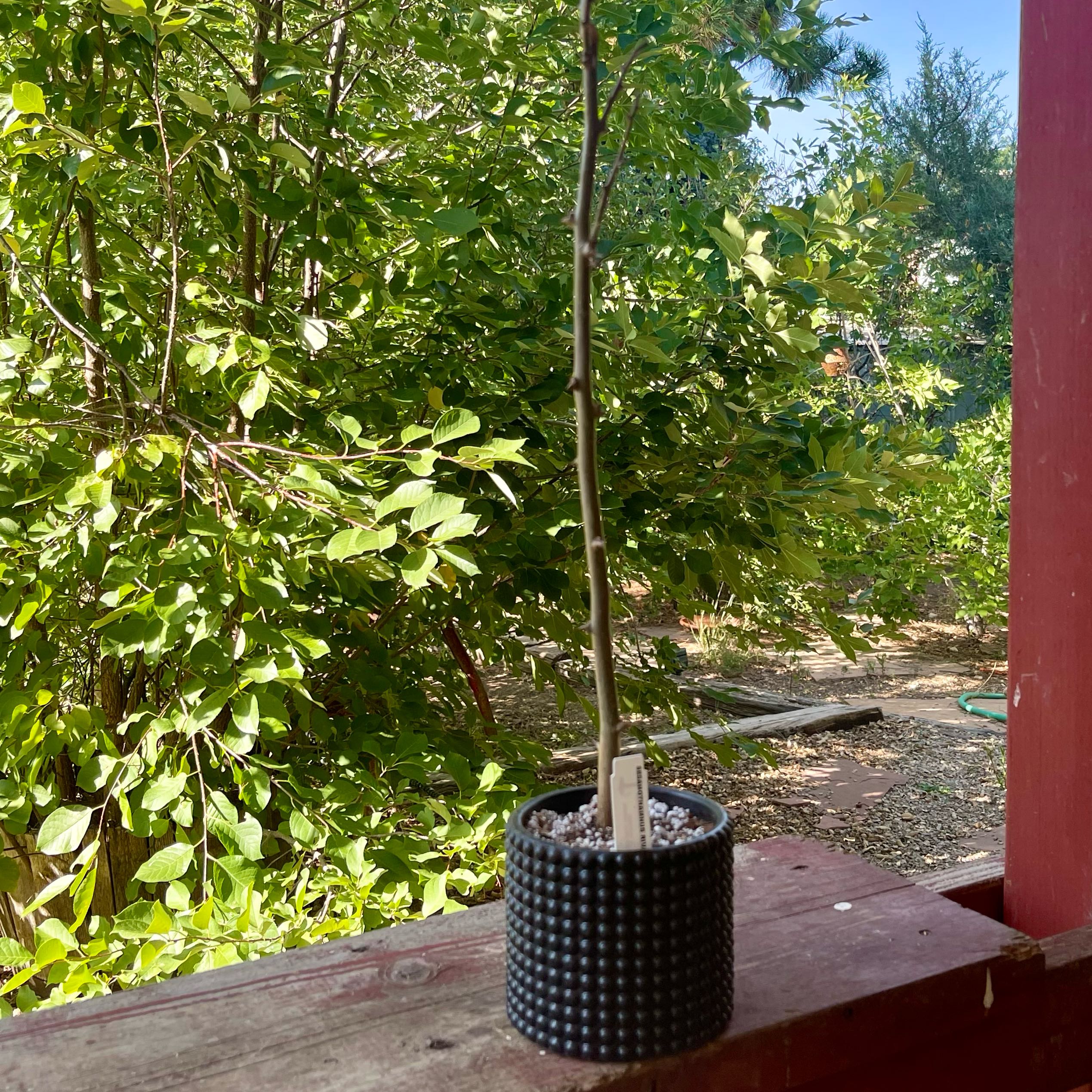 Photo of the plant species Sesamothamnus rivae by @riverzend named esam on Greg, the plant care app