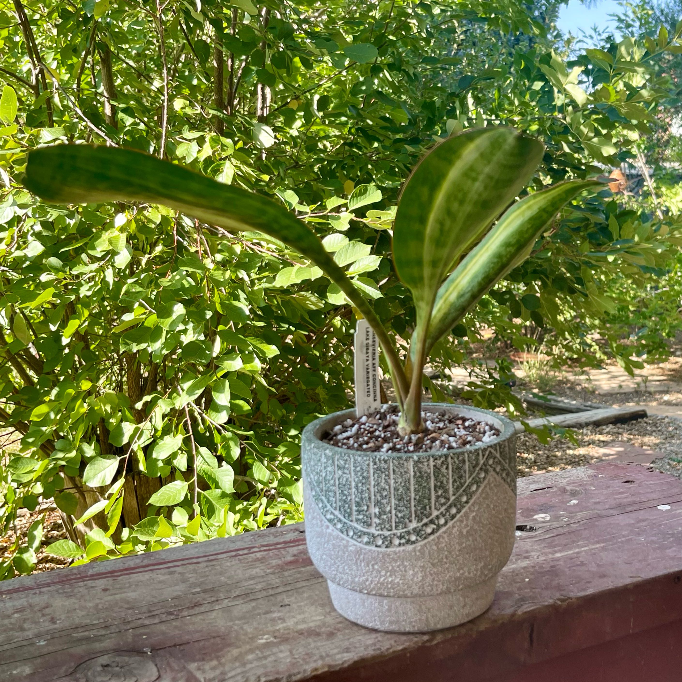 Photo of the plant species Assorted Dracaena by @riverzend named s. aff concinna lake sibaya variegated on Greg, the plant care app