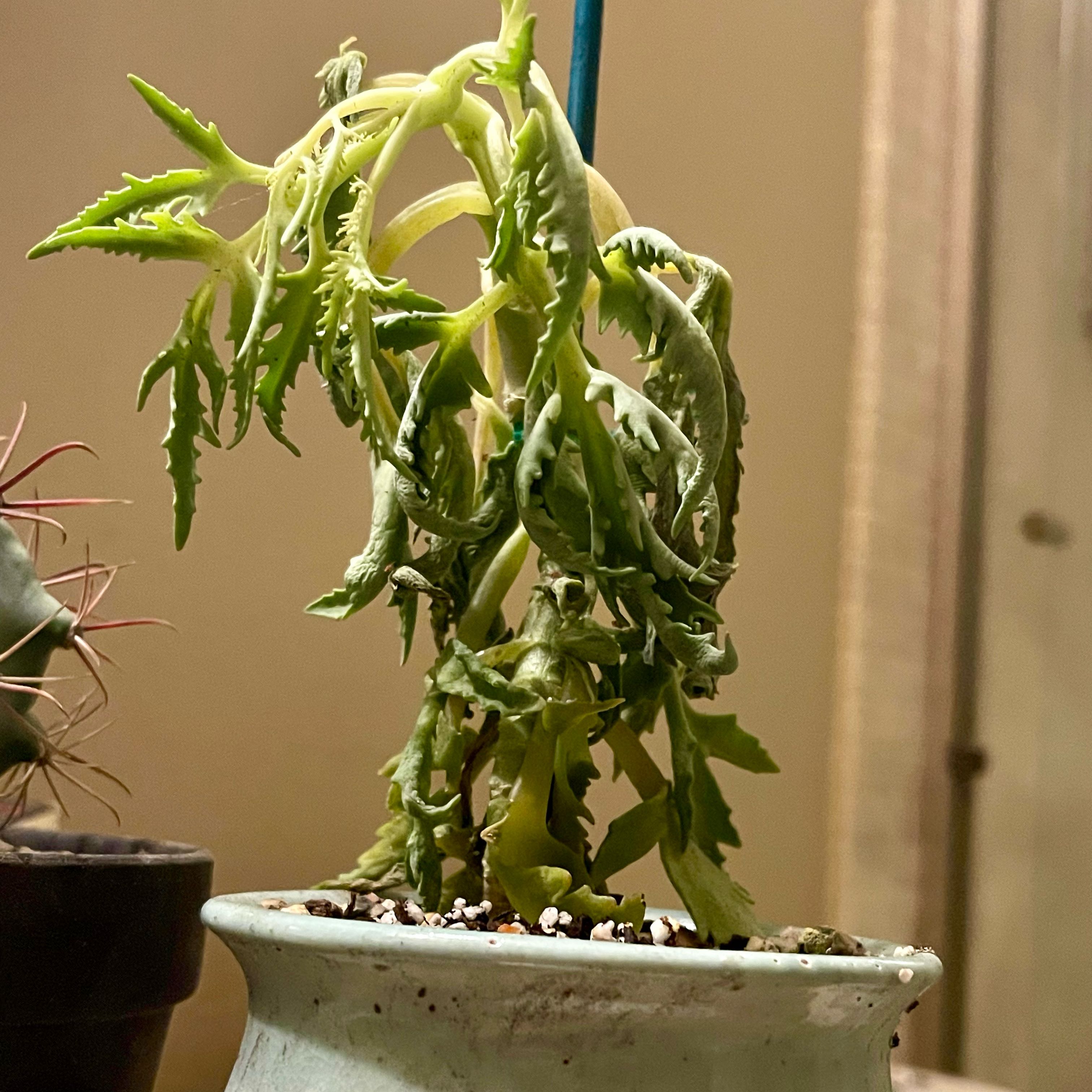 Photo of the plant species Christmas Tree Plant by @riverzend named natas on Greg, the plant care app