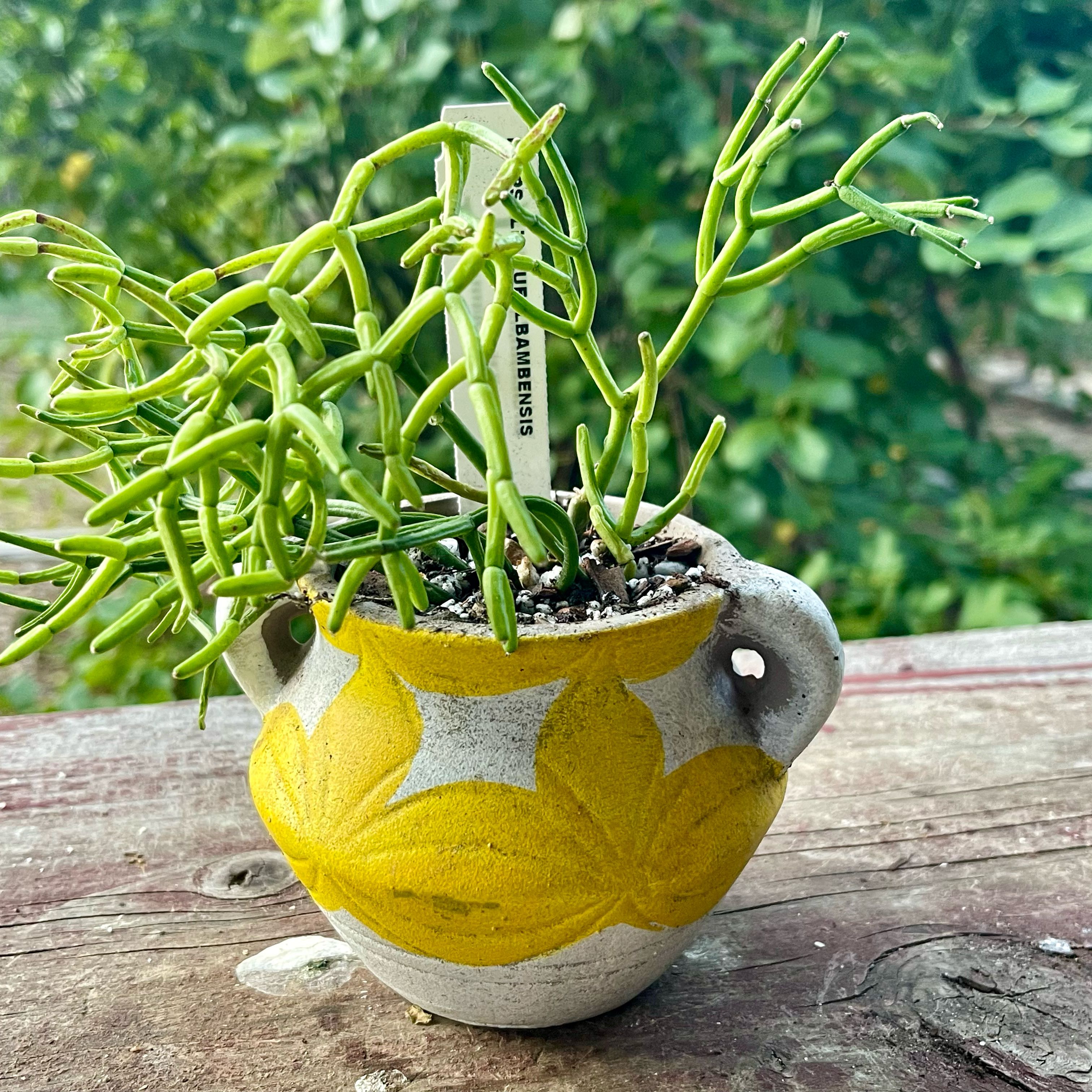 Photo of the plant species Rhipsalis quellebambensis by @riverzend named quimby on Greg, the plant care app