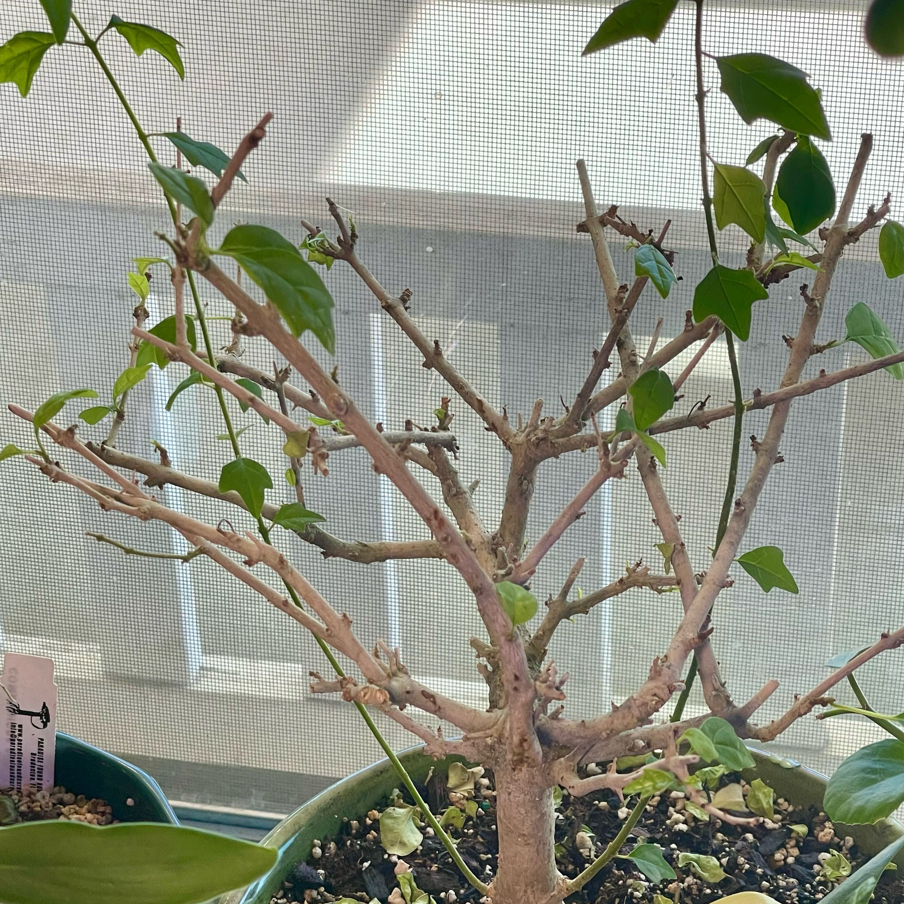 Photo of the plant species Parrot's Beak by @riverzend named g. philippensis on Greg, the plant care app