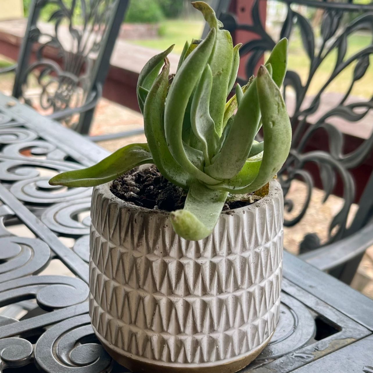 Photo of the plant species Glottiphyllum depressum by @riverzend named orki on Greg, the plant care app