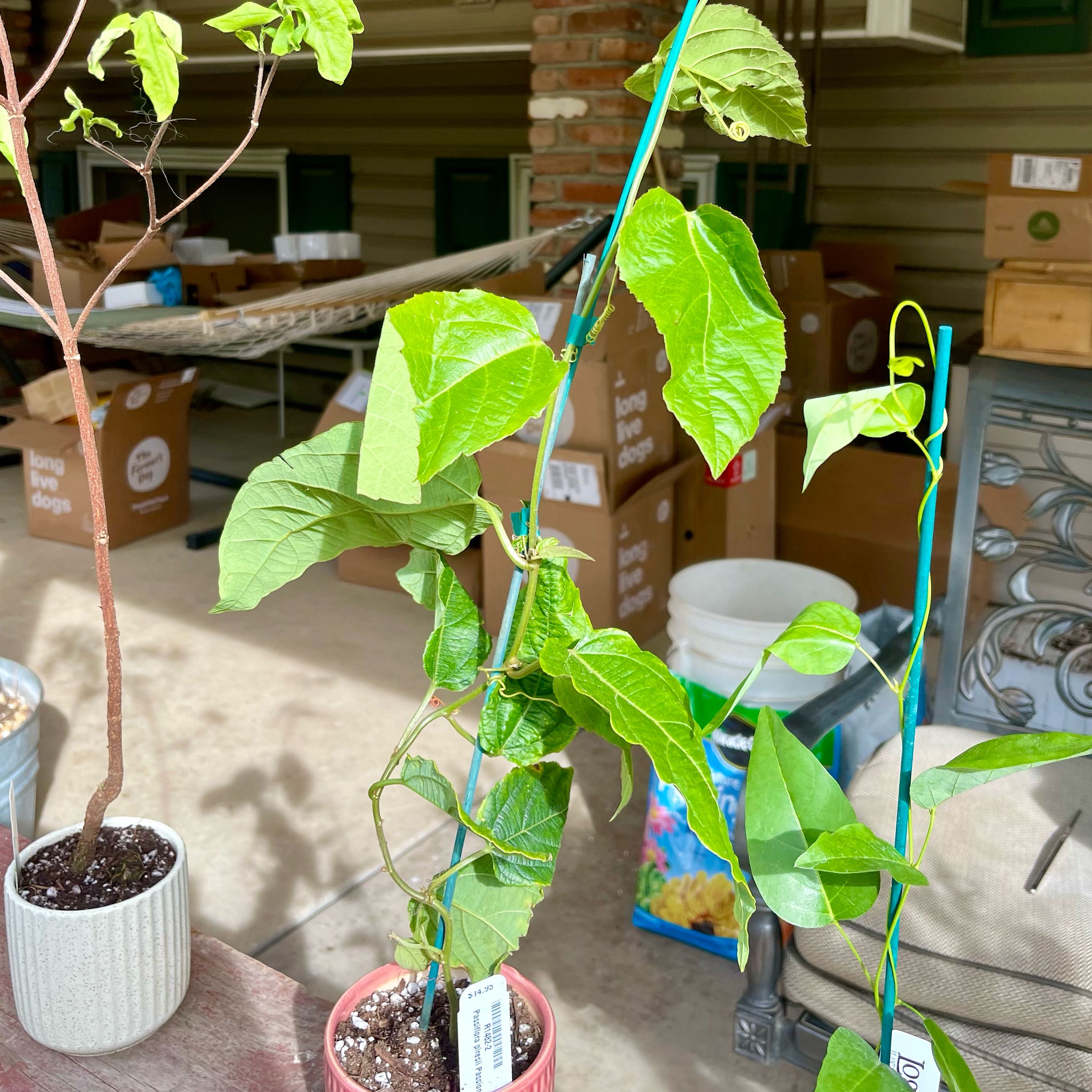 Photo of the plant species Passion Flower Piresii by @riverzend named resi on Greg, the plant care app