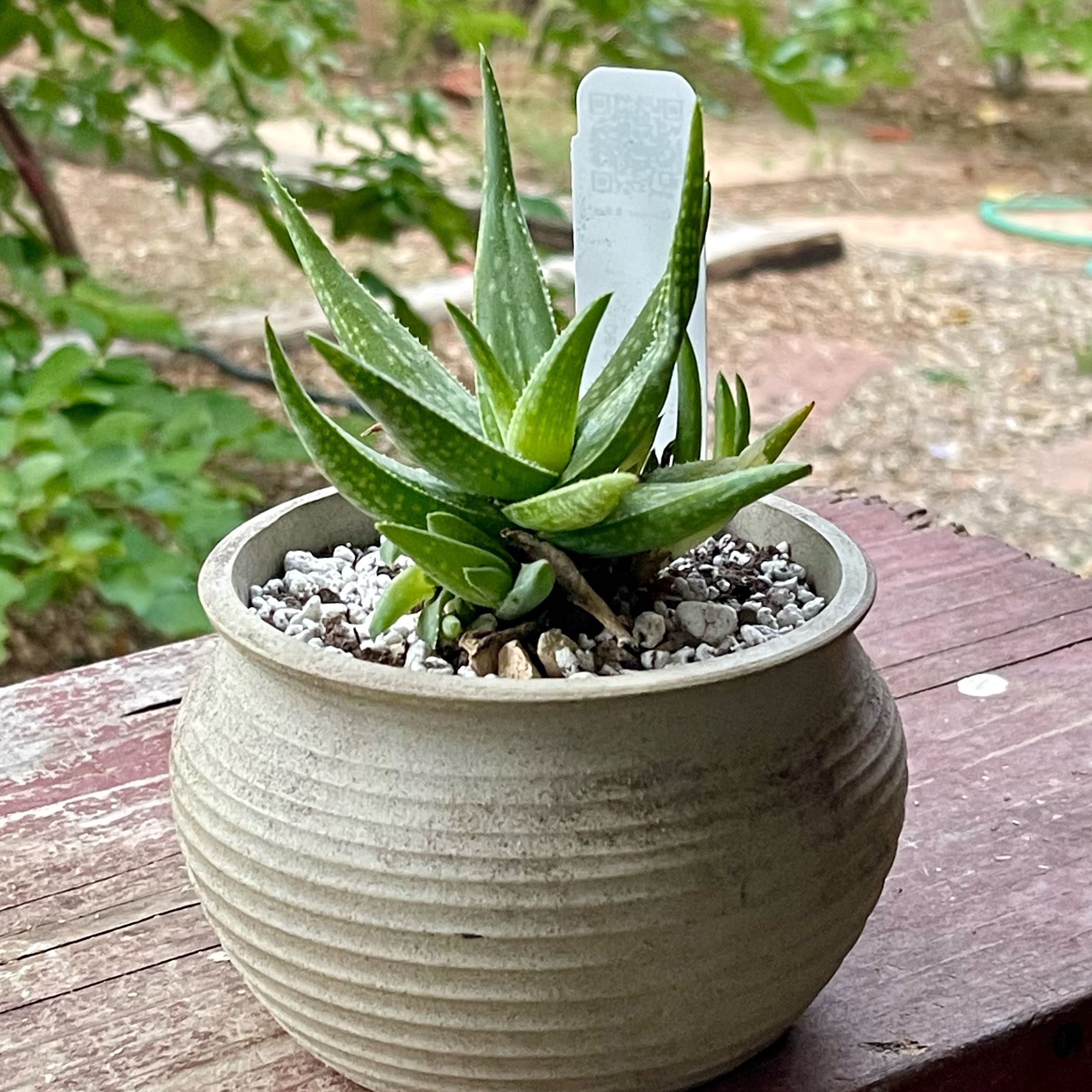 Photo of the plant species Aloe pictifolia by @riverzend named tifo on Greg, the plant care app