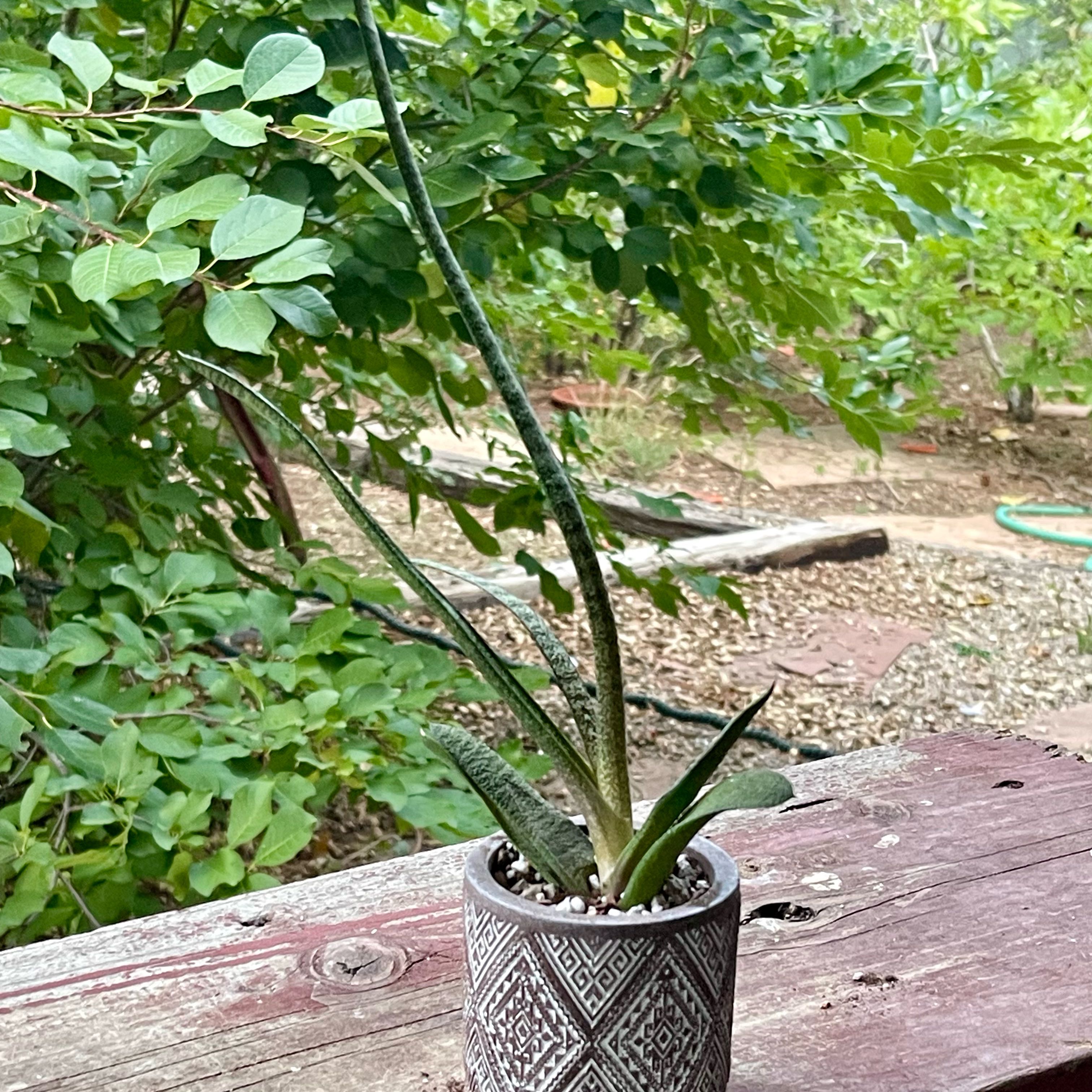 Photo of the plant species Knoppies Gasteria by @riverzend named ferguson on Greg, the plant care app