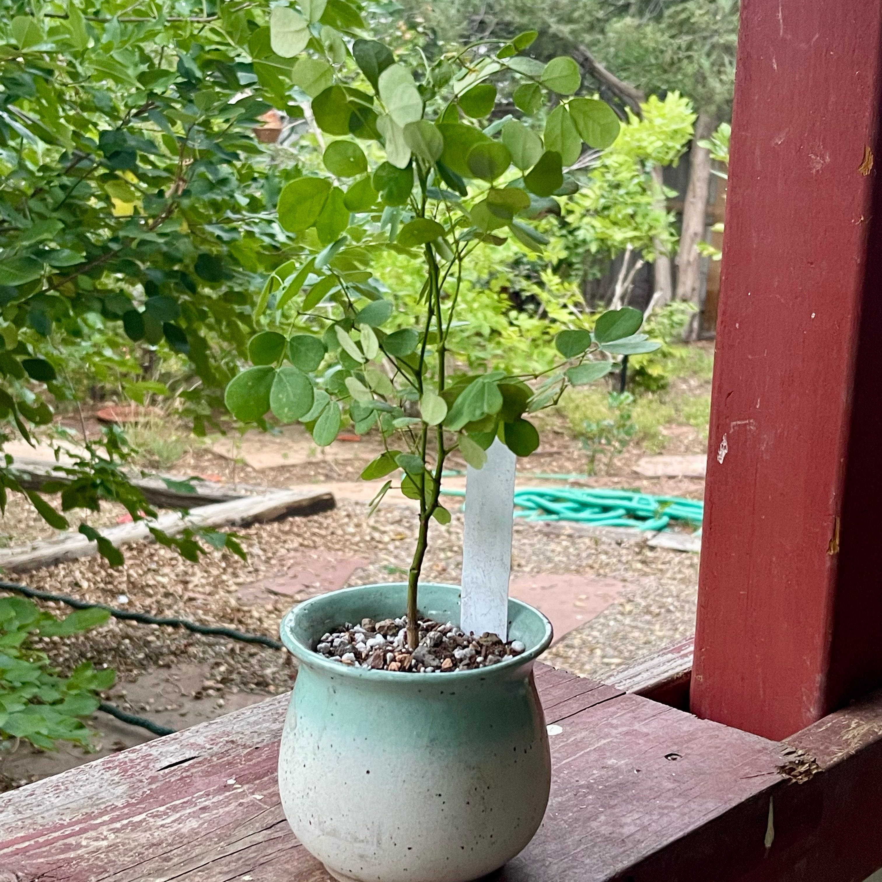 Photo of the plant species Cascalote by @riverzend named caesalpinia cacalaco on Greg, the plant care app